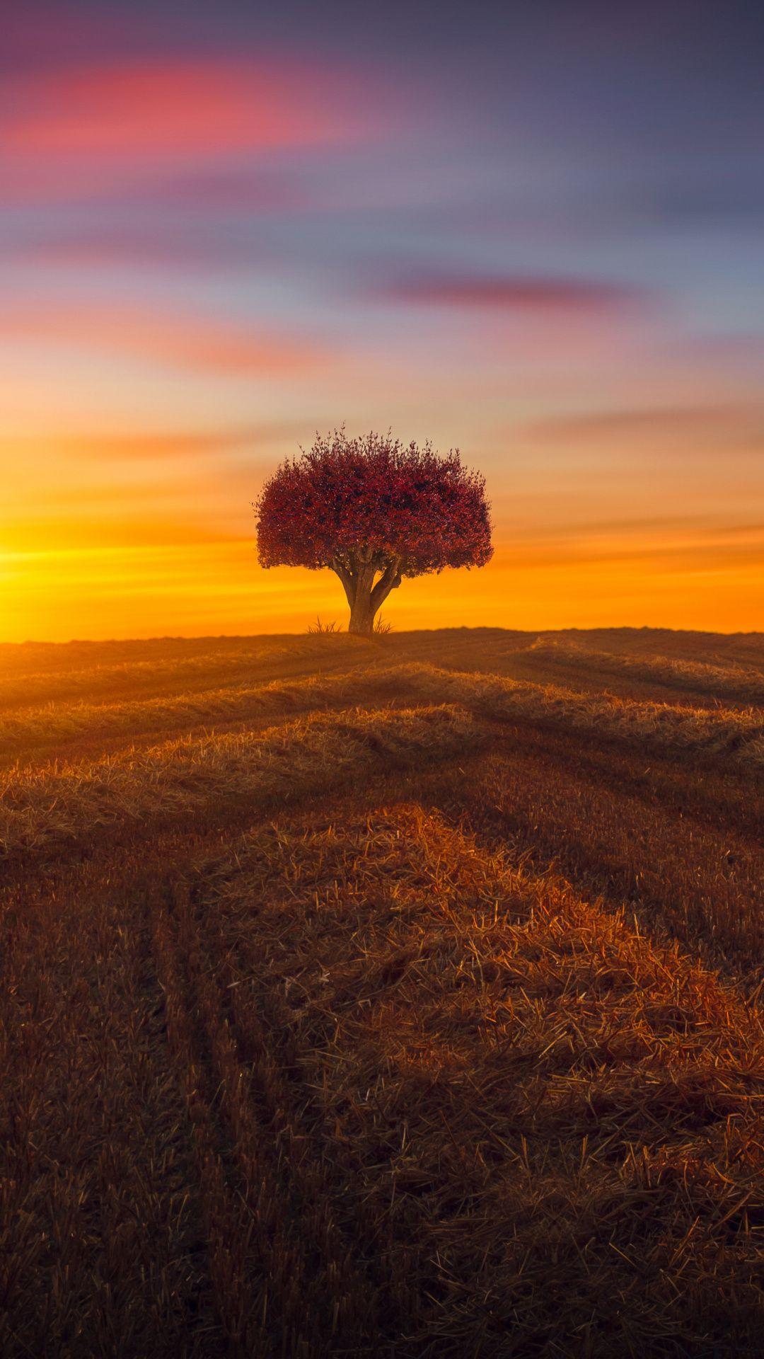 Farm field, sunset, lone tree, landscape, twilight