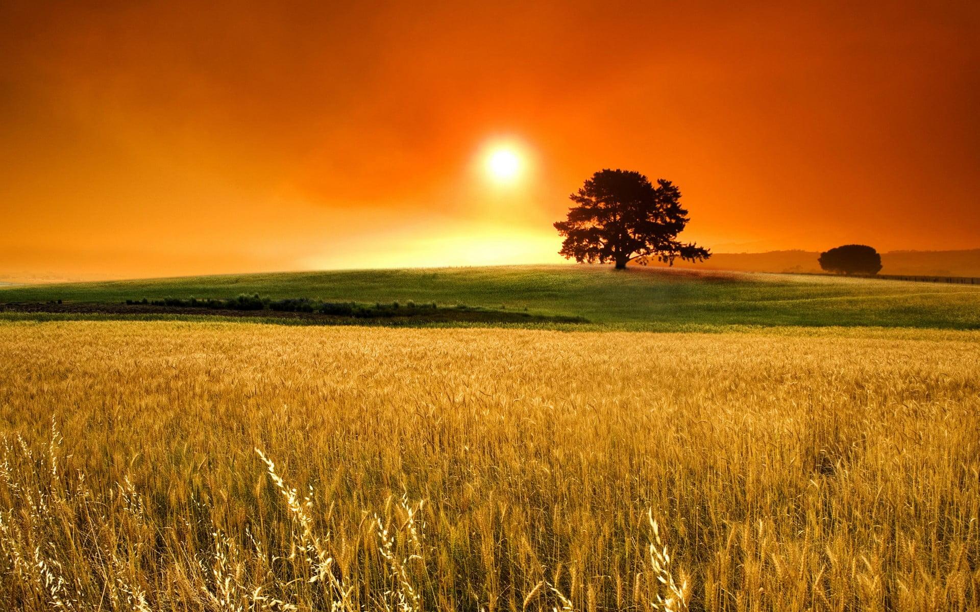 Sun setting under silhouette lone tree in front of wheat field HD