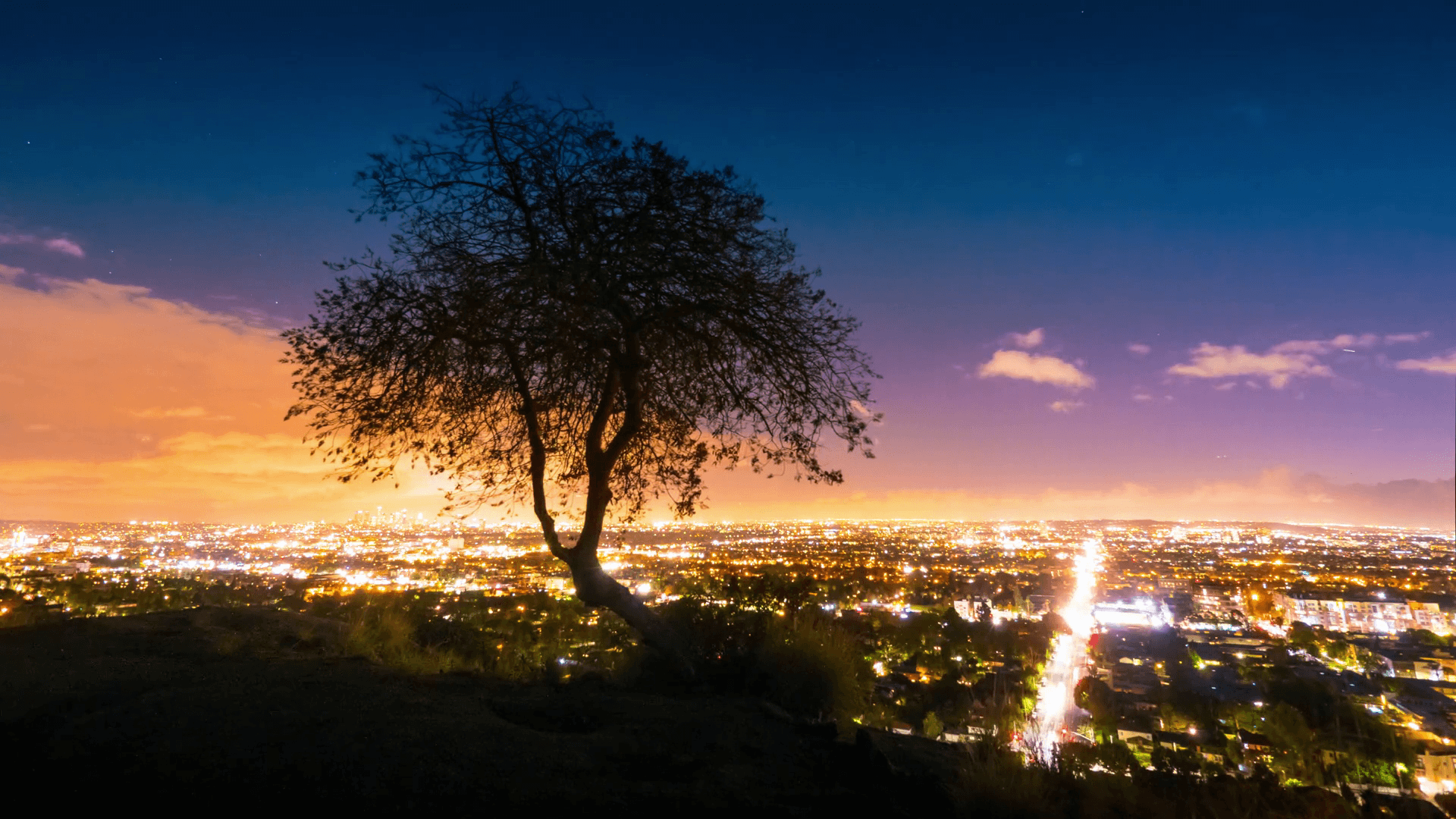 Lone tree silhouette with Los Angeles cityscape in background at night, view from Hollywood Hills. 4K UHD Timelapse. Stock Video Footage