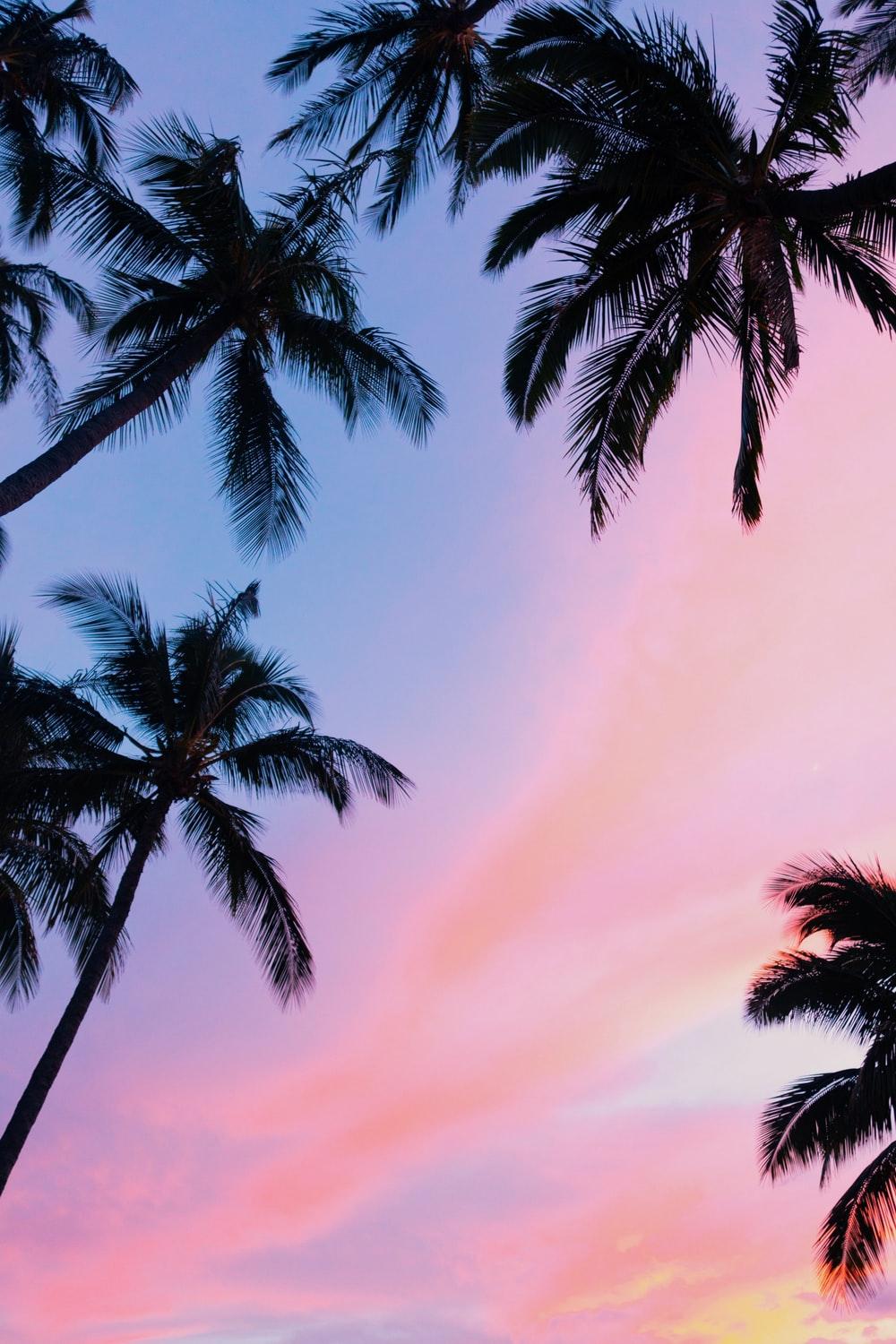 Palm Tree Image: Download HD Picture & Photo