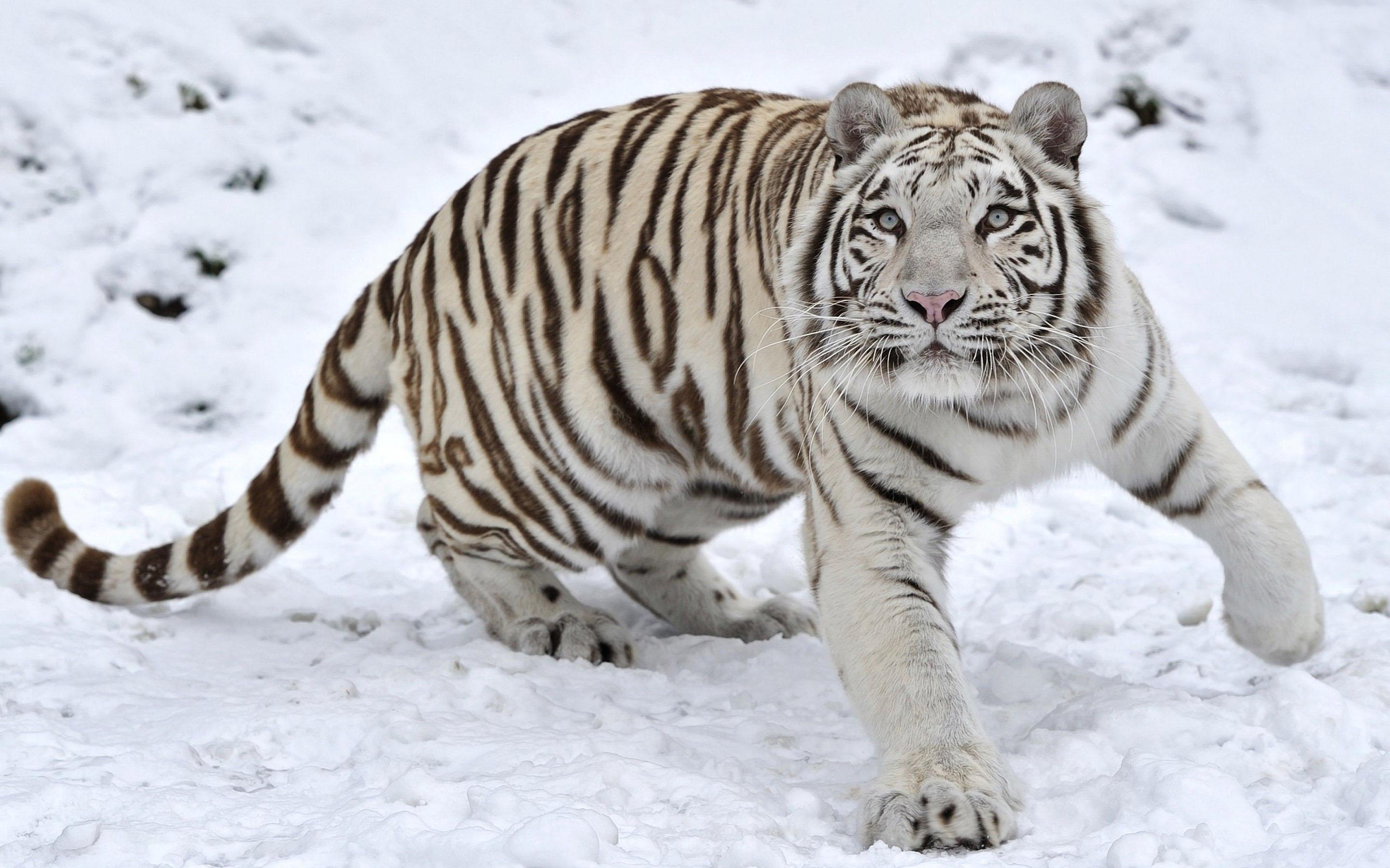 HD wallpaper Tiger in winter 3k. HD Image