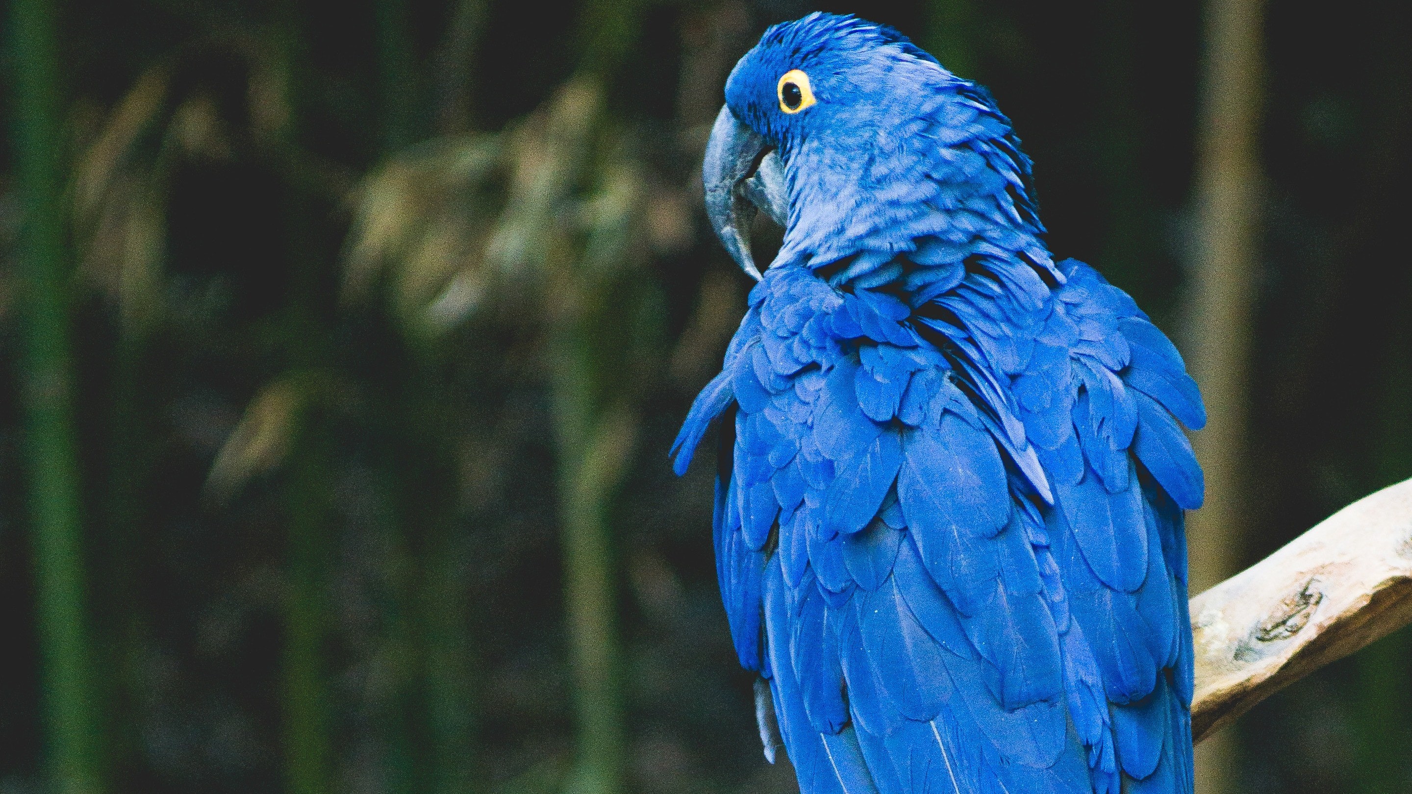 Blue Parrot 3K Background Photo