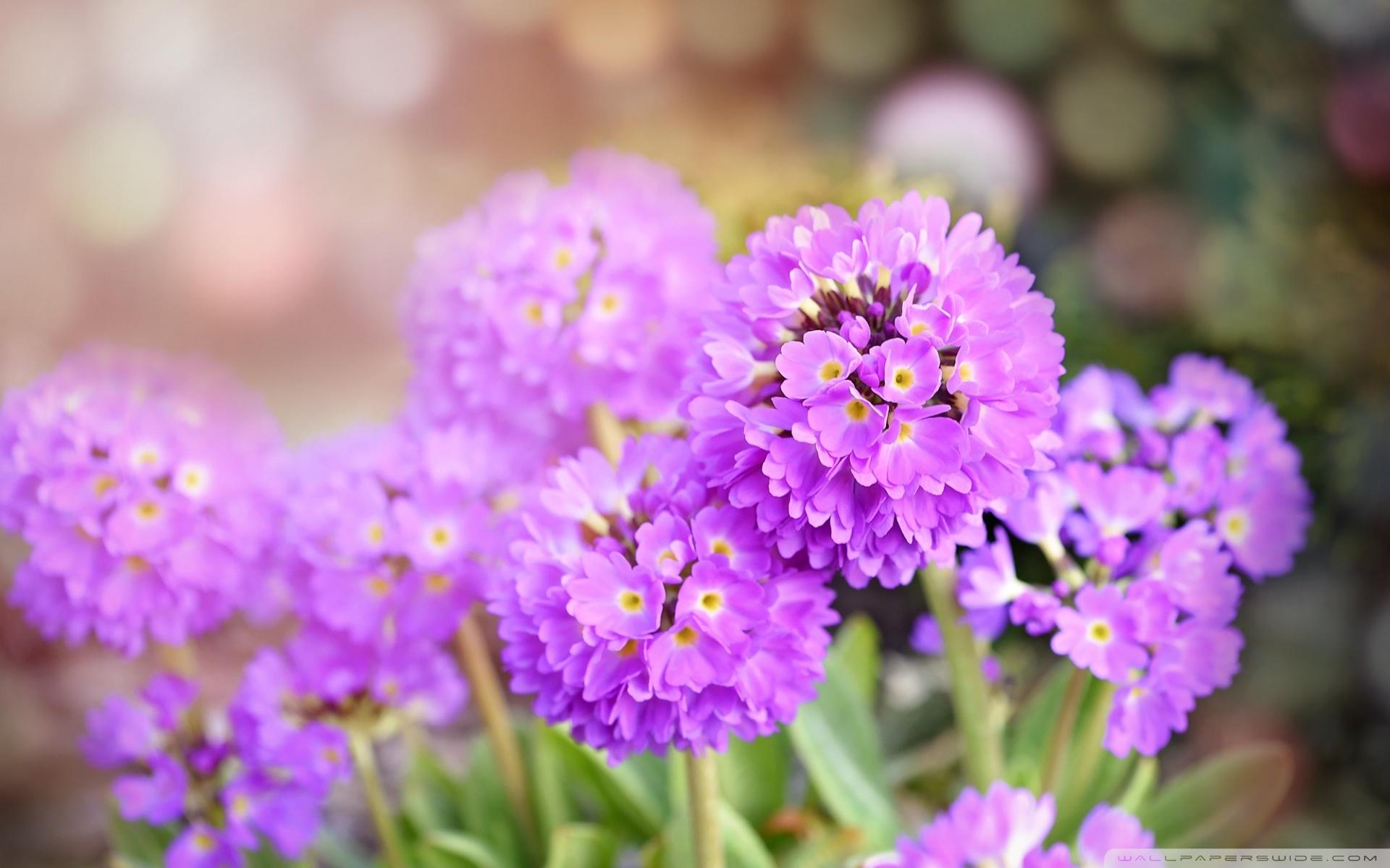 Purple PrimRose Flower ❤ 4K HD Desktop Wallpaper for 4K