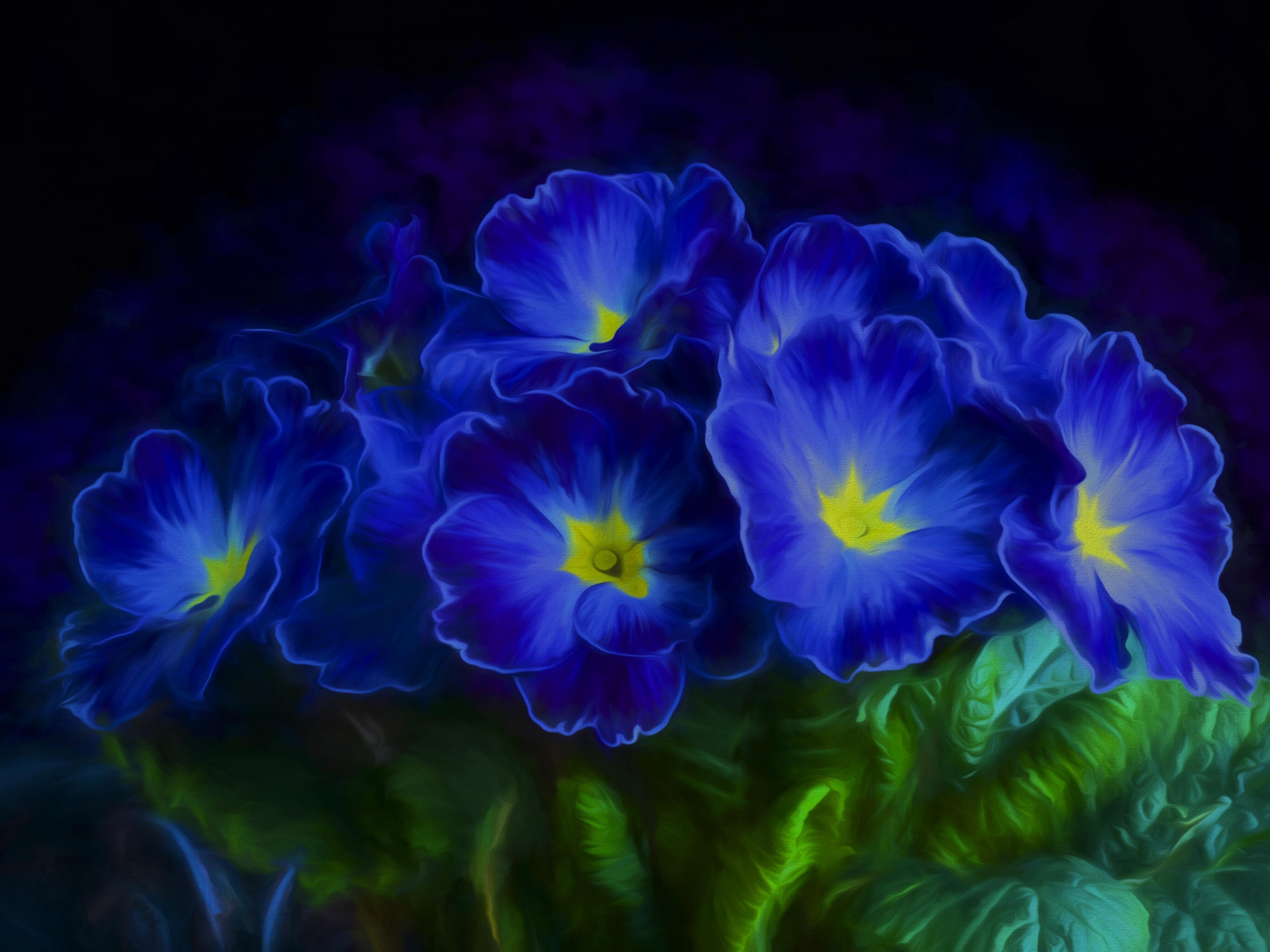 Blue Primrose 4k Ultra HD Wallpaper. Background Image