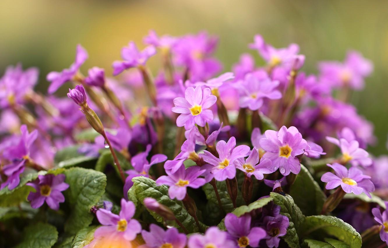 Wallpaper flowers, pink, primrose image for desktop