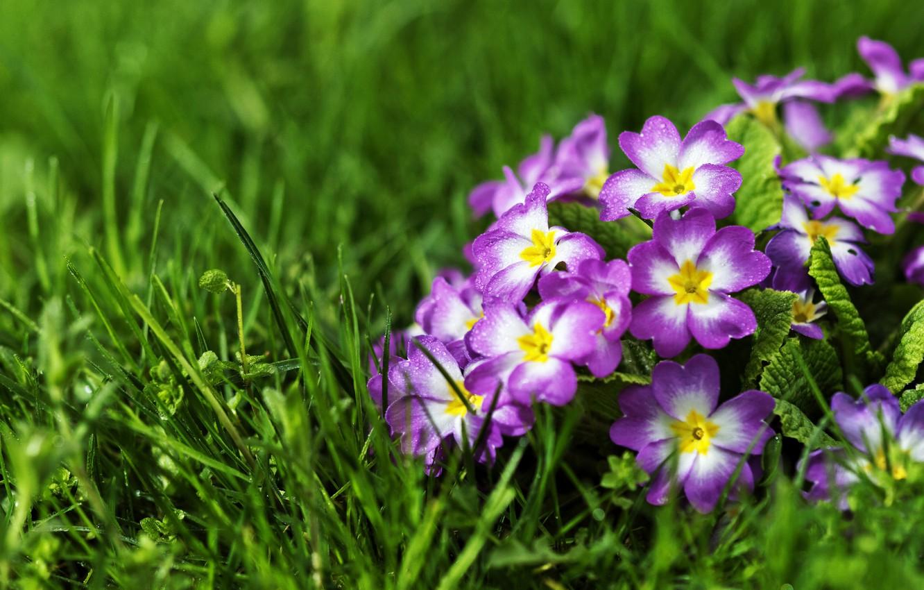 Wallpaper grass, primrose, primrose image for desktop