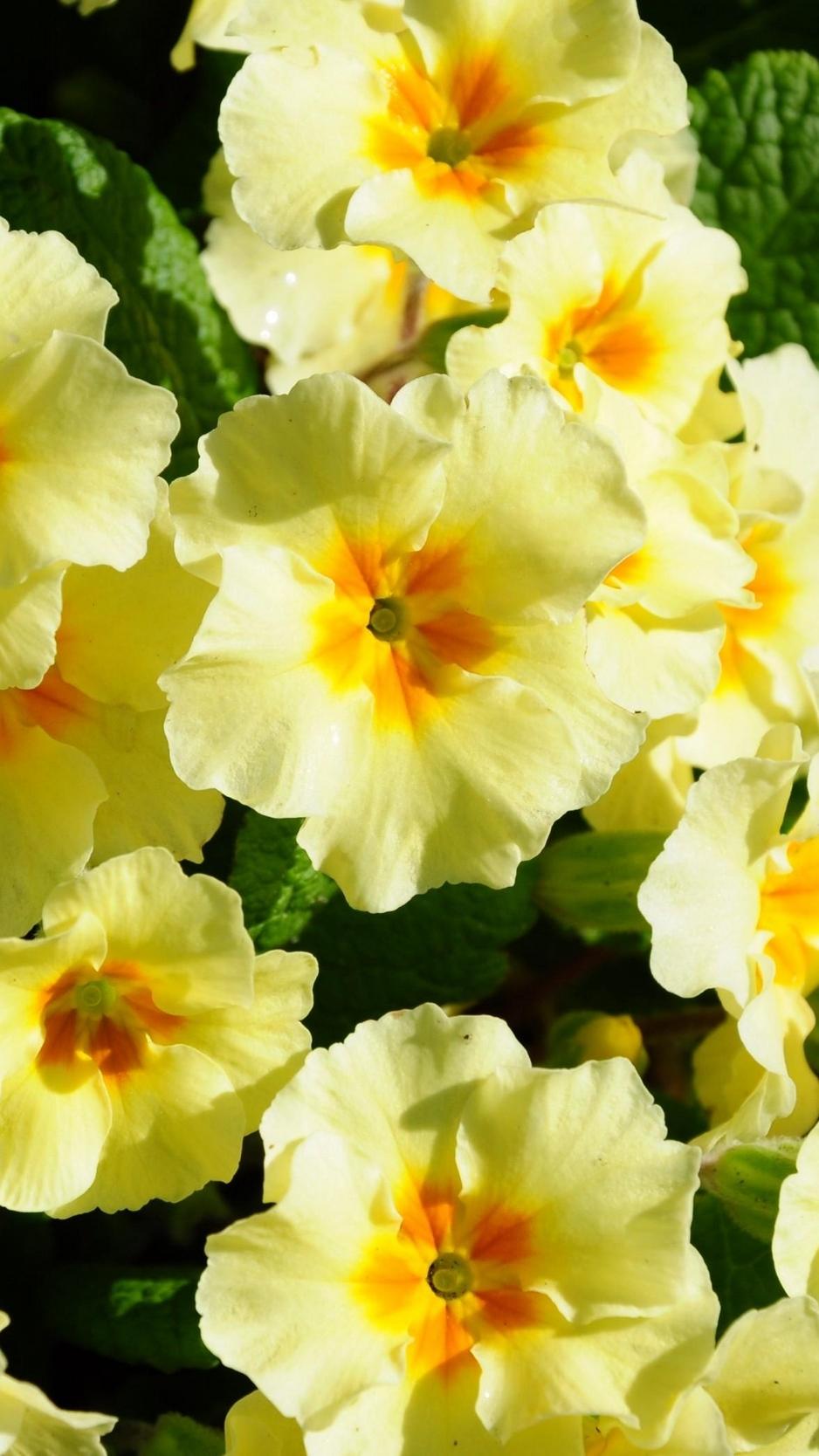 Download wallpaper 938x1668 primrose, flowers, herbs