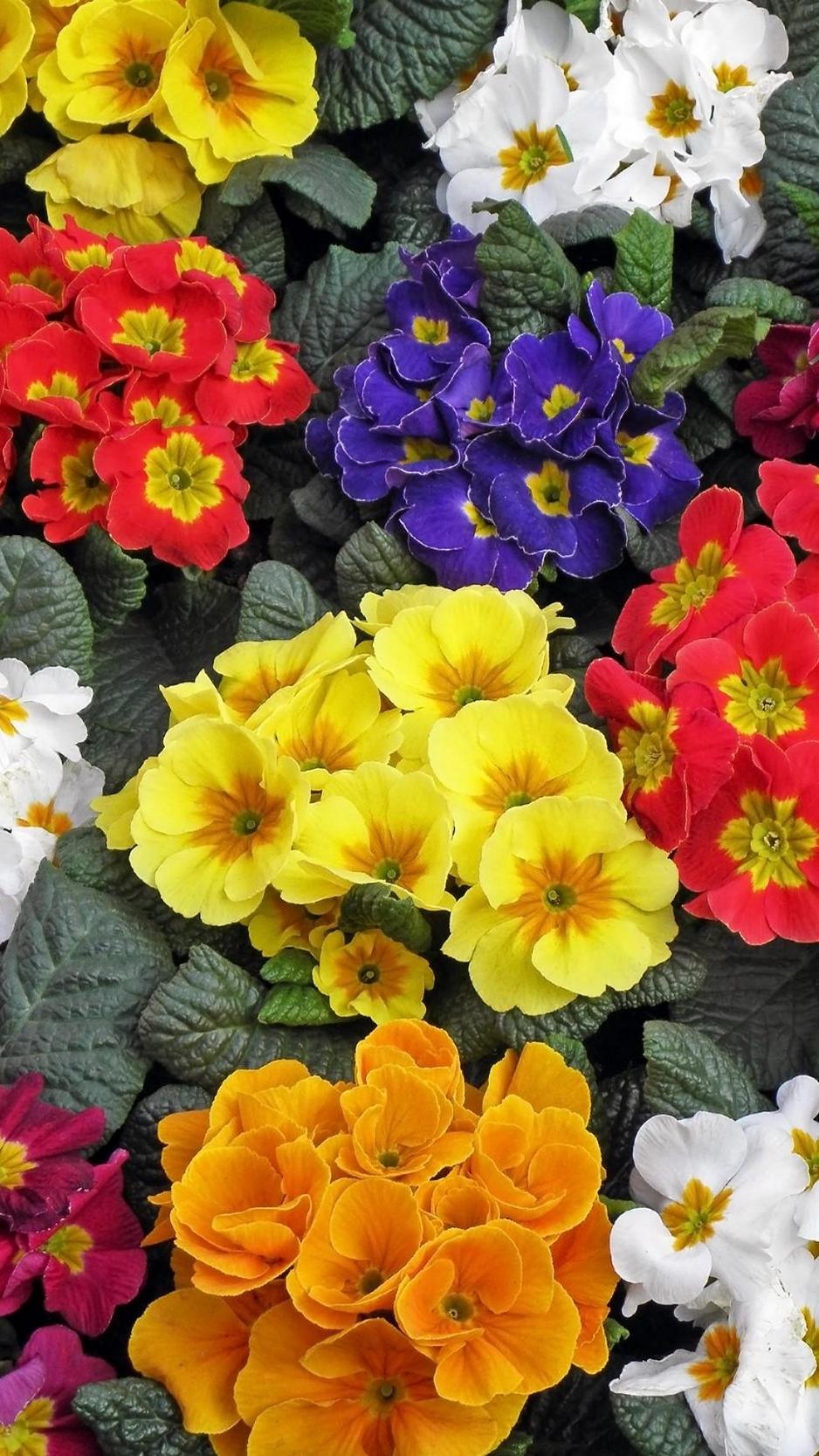 Download wallpaper 938x1668 primrose, flowers, colorful