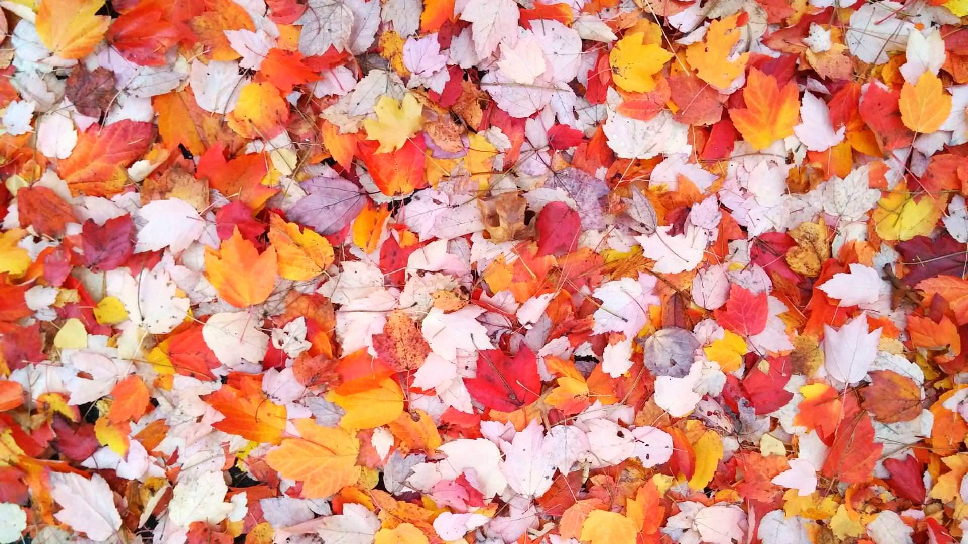 Fall Leaves [1920x1080] OC