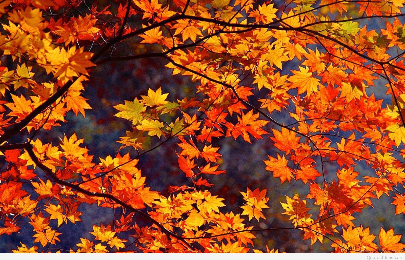 Today is first day of Autumn quotes messages with wallpaper