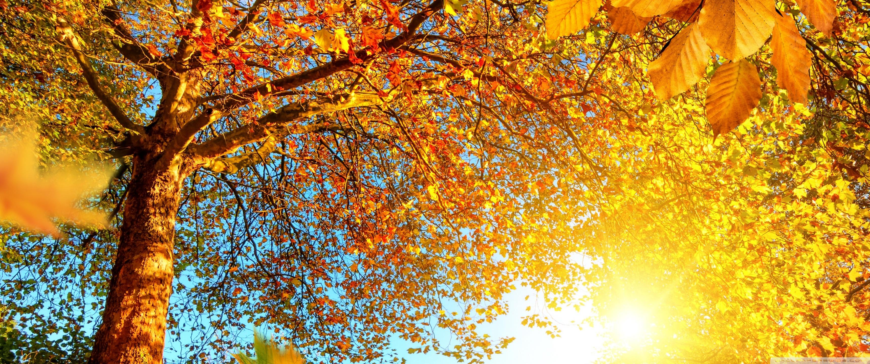 Осень природа солнце радость листья