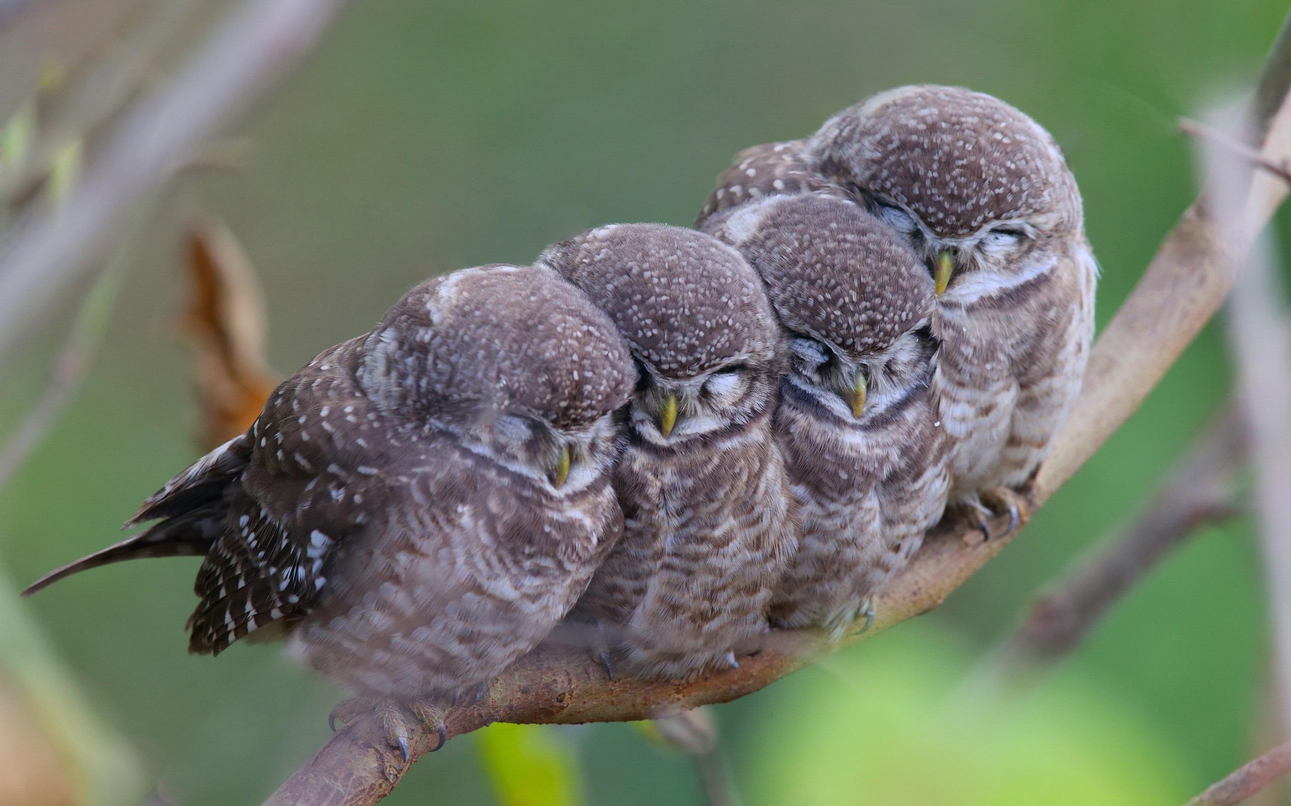 Wallpaper Spotted owls, family 2560x1600 HD Picture, Image