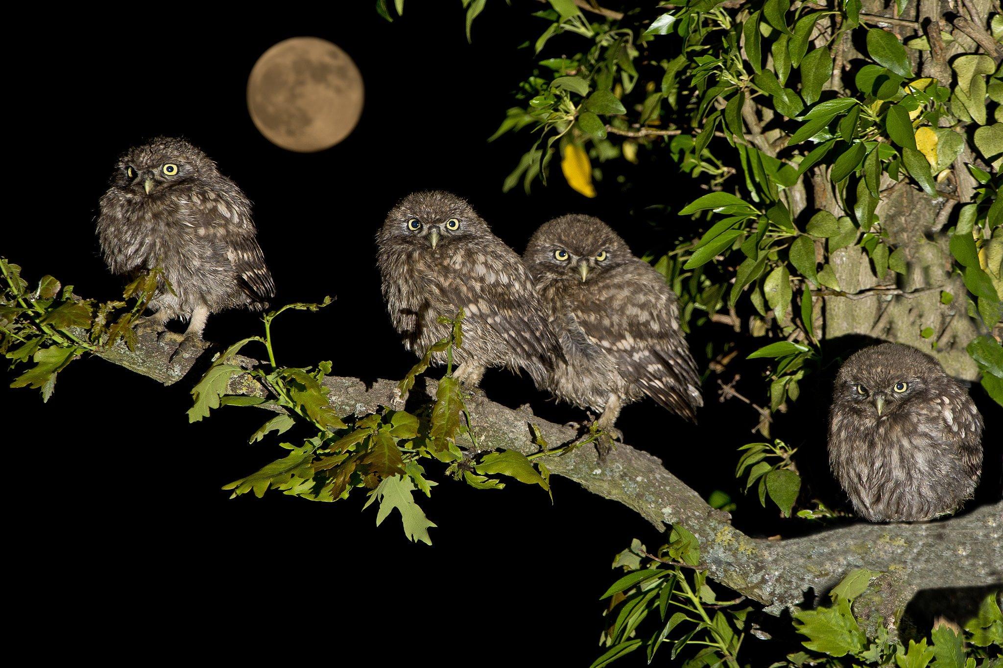 owl, Owls, Birds, Quartet, Little, Family, Tree, Branch
