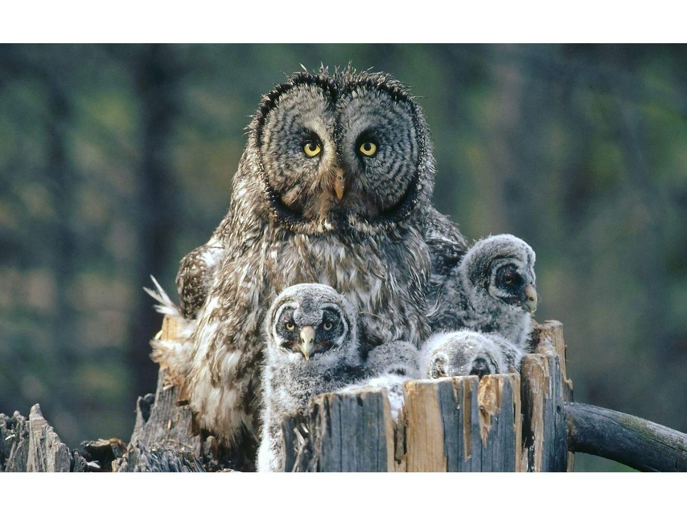 Snowy Owl Wallpaper.. Snowy Owl Family Size: 485679 HD
