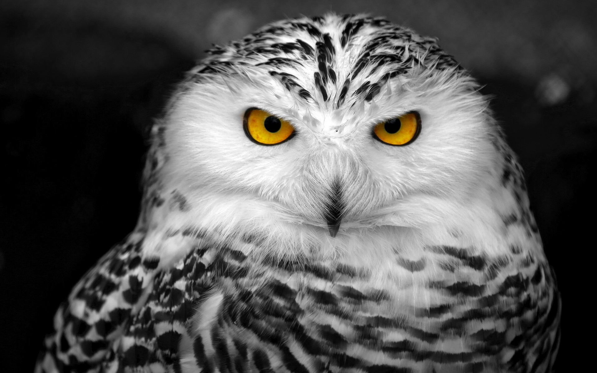 White and Black Owl wallpaper. Best HD Wallpaper