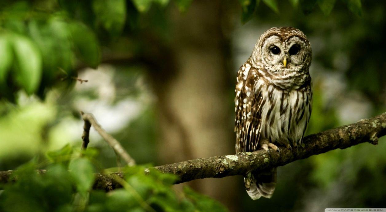 Branch Owls Birds HD Wallpaper