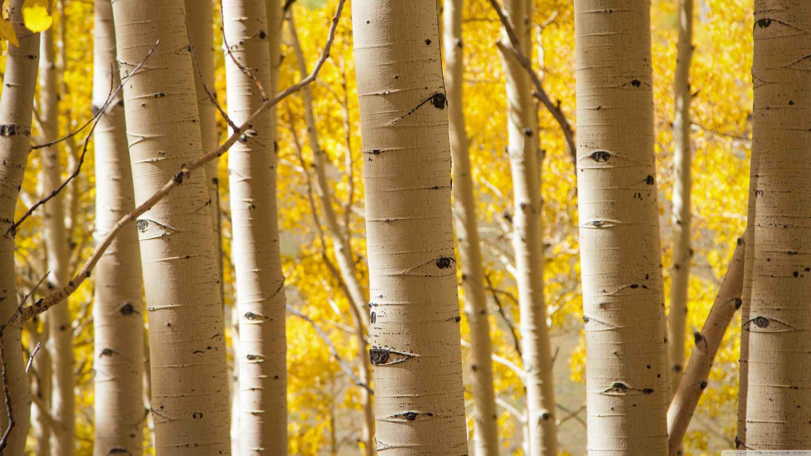 fall birch trees wallpaper. Birch tree wallpaper, Tree HD wallpaper, Tree wallpaper