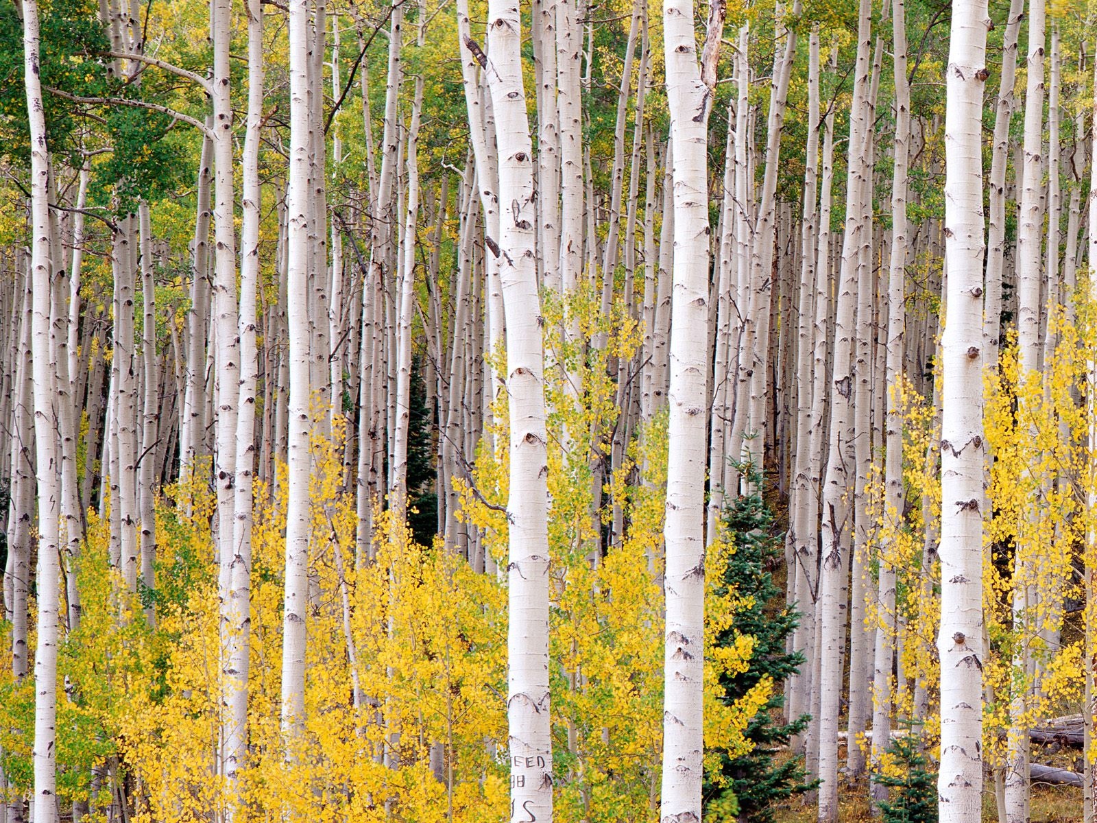 Download wallpaper 1600x1200 birch, trees, autumn HD background