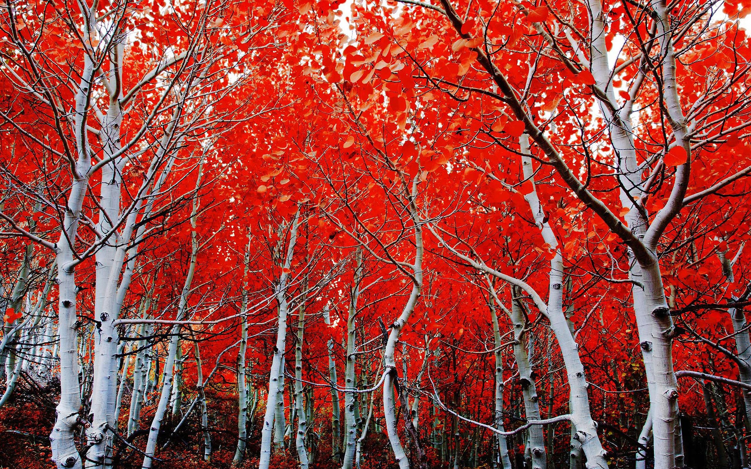Download 2560x1600 Forest, Red Tree, Fall, Birch Wallpaper