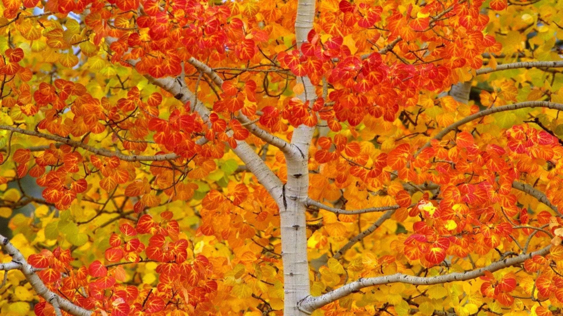 Birch Tree in Autumn HD Wallpaper. Background Image
