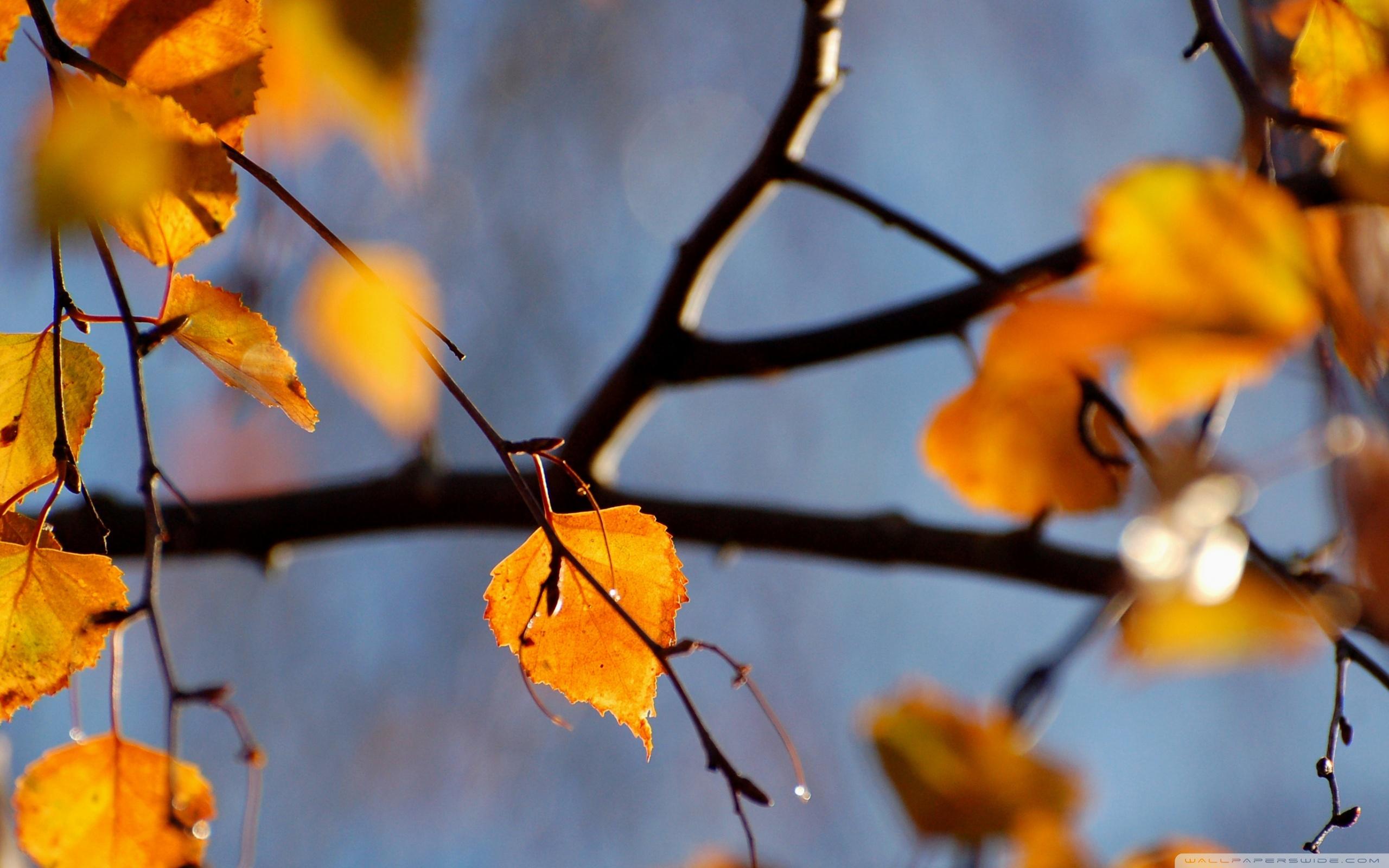 Birch Tree, Autumn ❤ 4K HD Desktop Wallpaper for 4K Ultra
