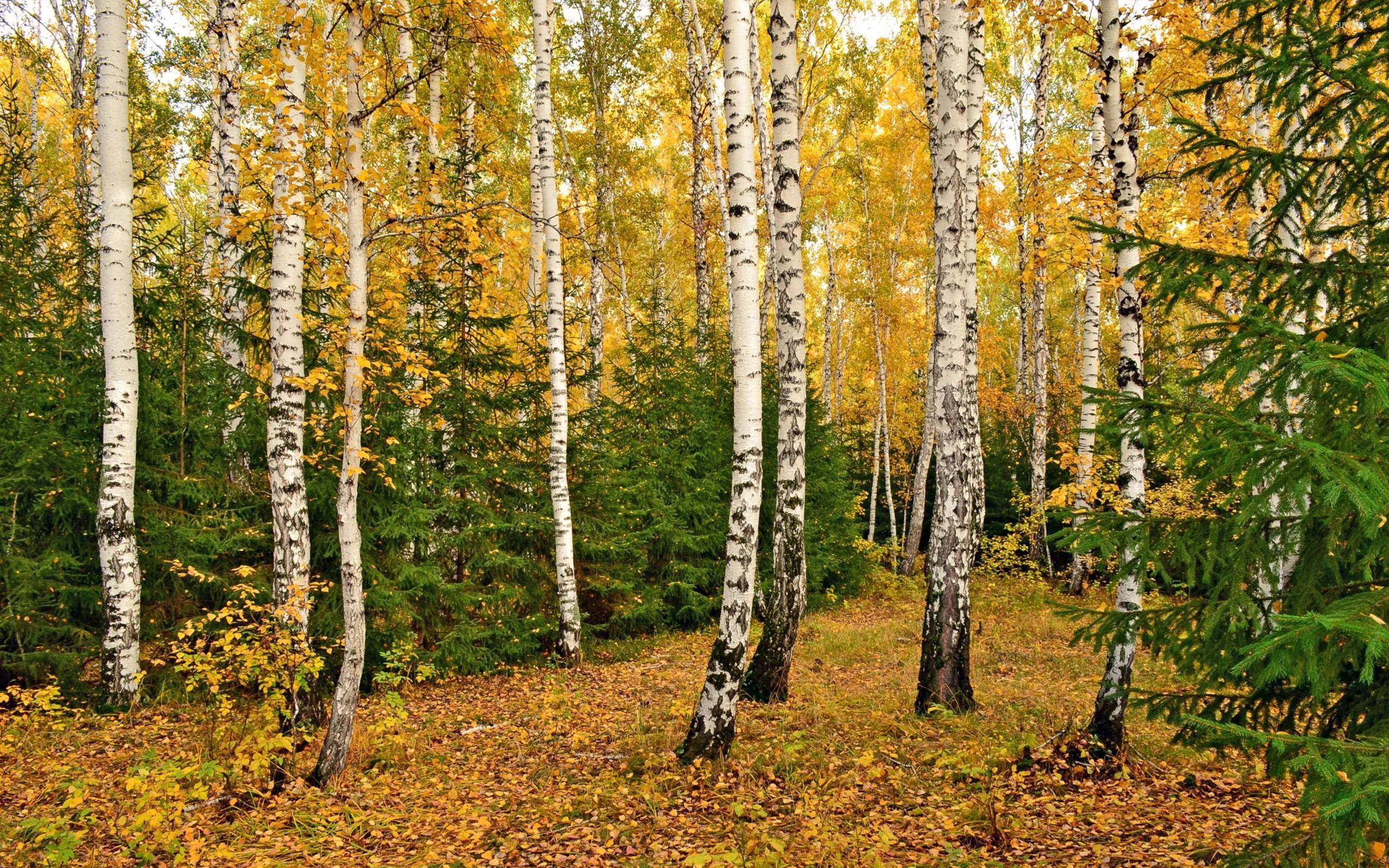 Birch Trees Autumn Wallpapers Wallpaper Cave