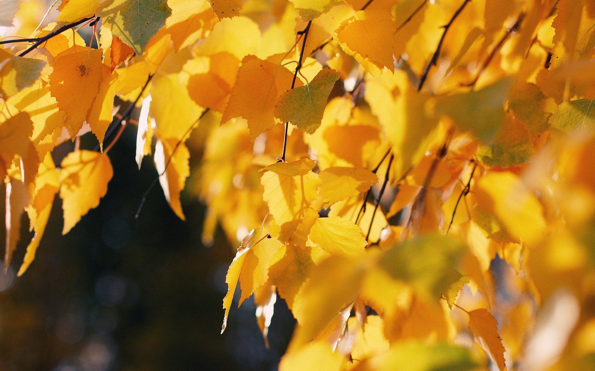 Autumn Birch Leaves wallpaper