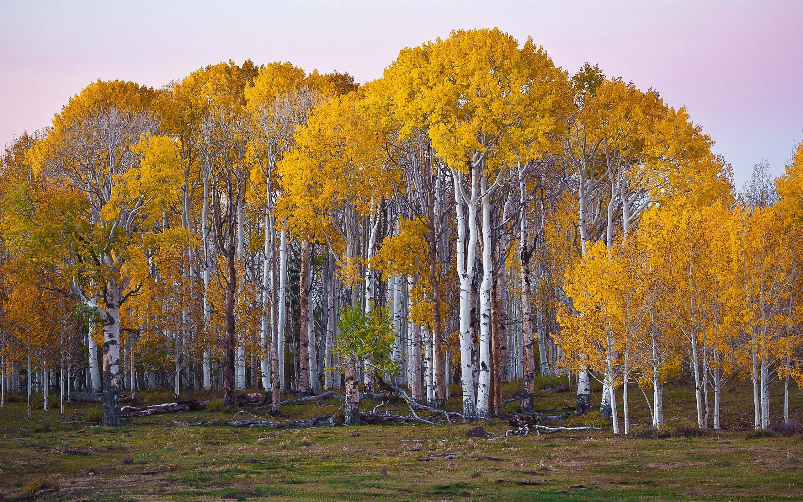 Wallpaper Birch, trees, yellow foliage, autumn 2560x1600 HD