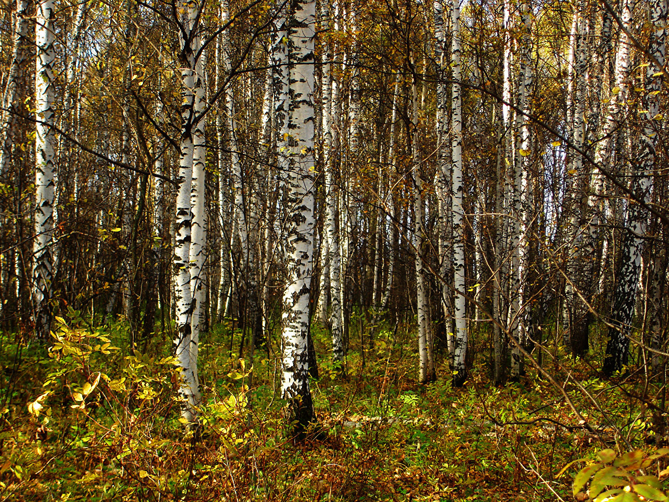 Picture Birch Nature Autumn Forests Trees