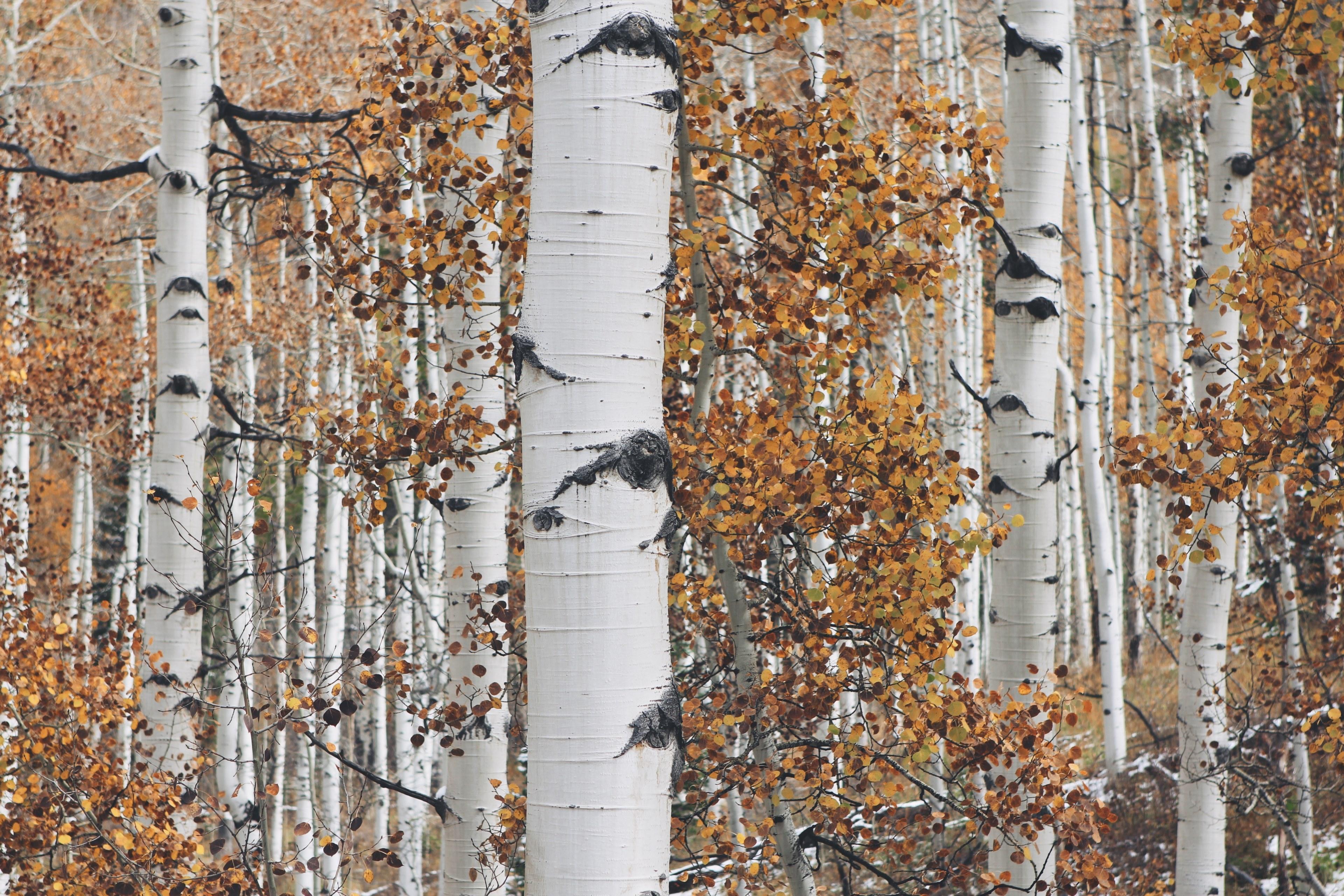 grey and white birch tree trunks with orange and brown