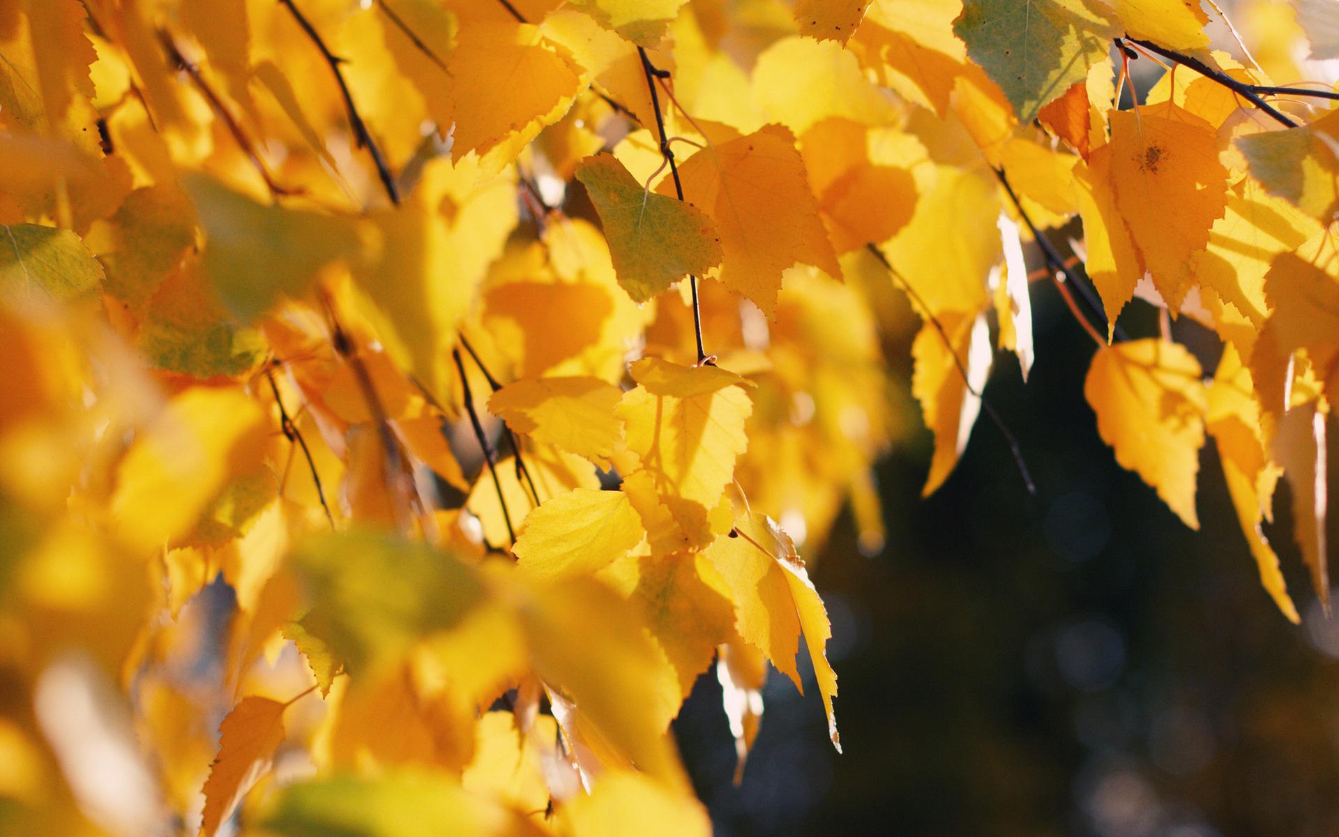 Wallpaper leaf, autumn, birch, tree desktop wallpaper