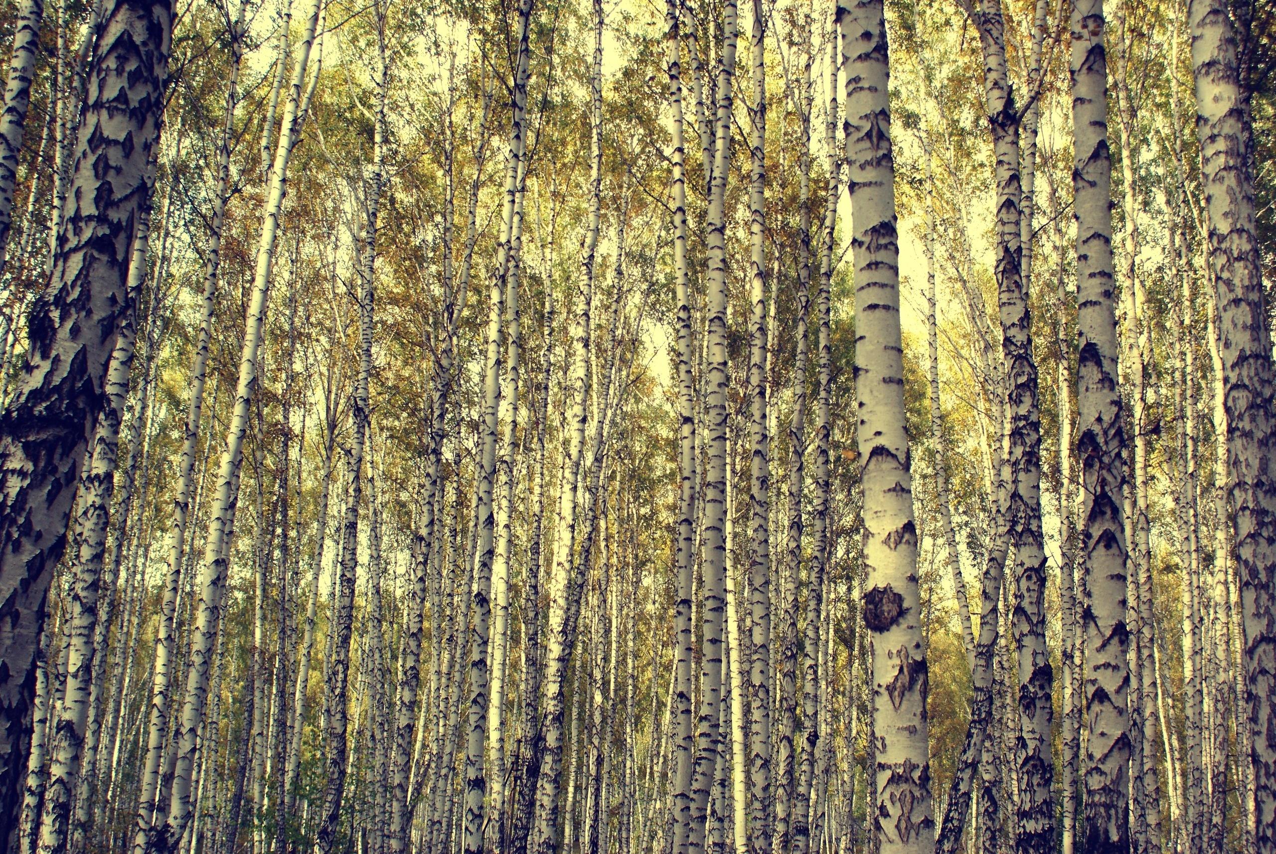 Birches Wallpaper. Birches