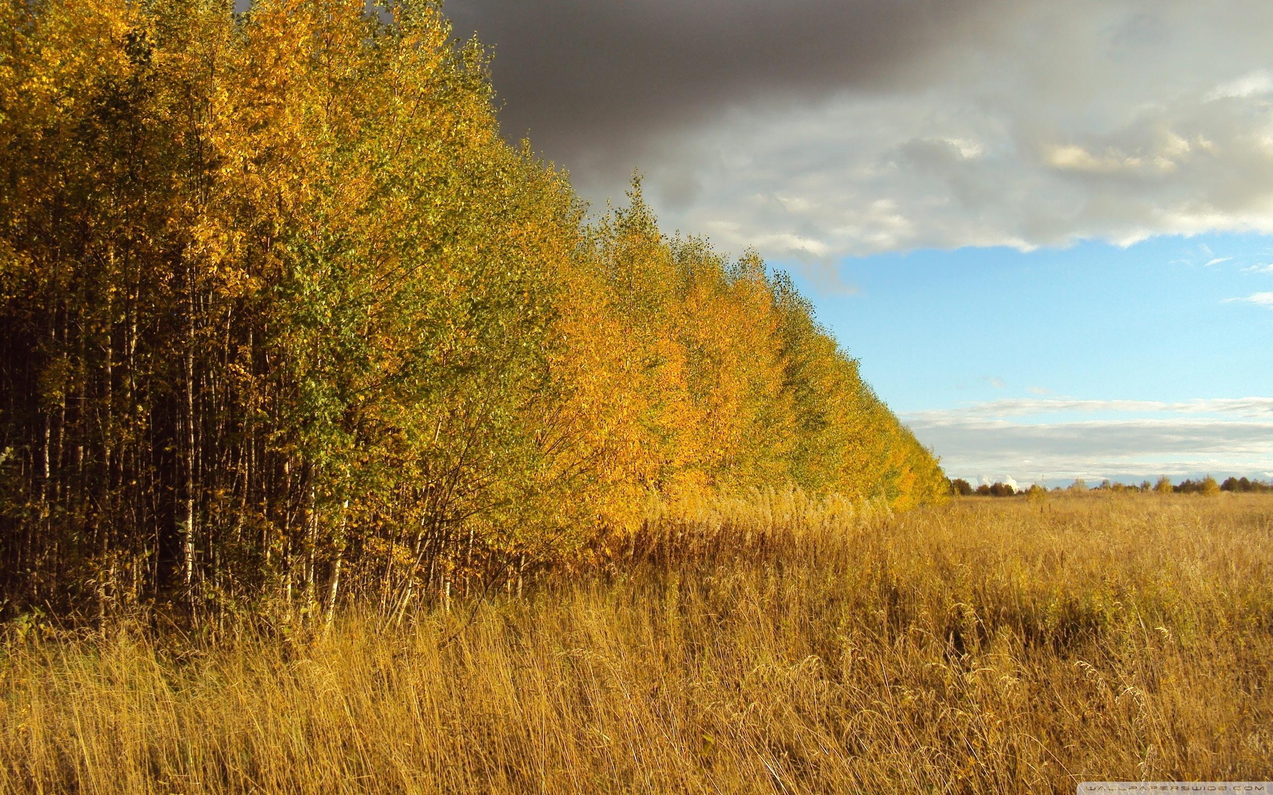 Birch Tree Forest, Autumn ❤ 4K HD Desktop Wallpaper for 4K