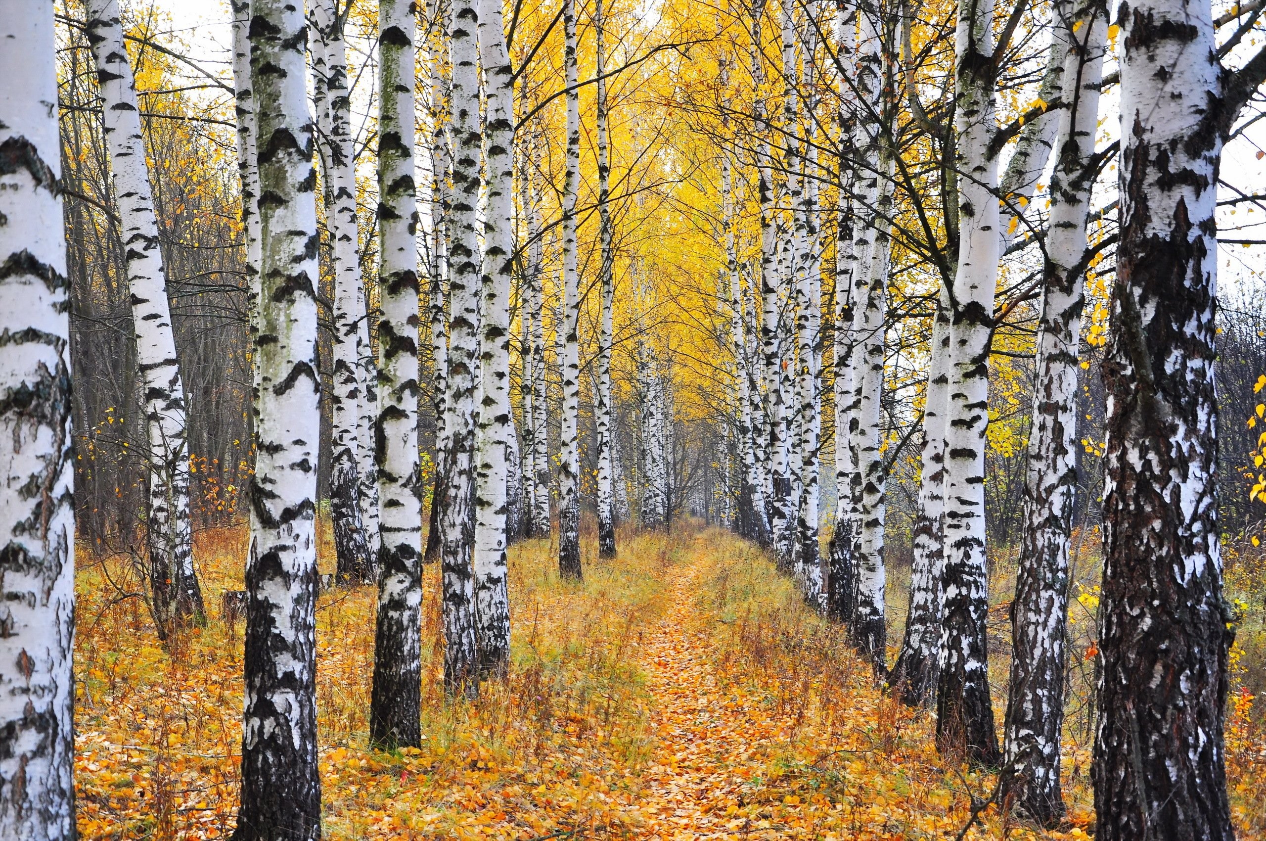 Birch Tree Desktop Wallpaper At Tommy Bautista Blog