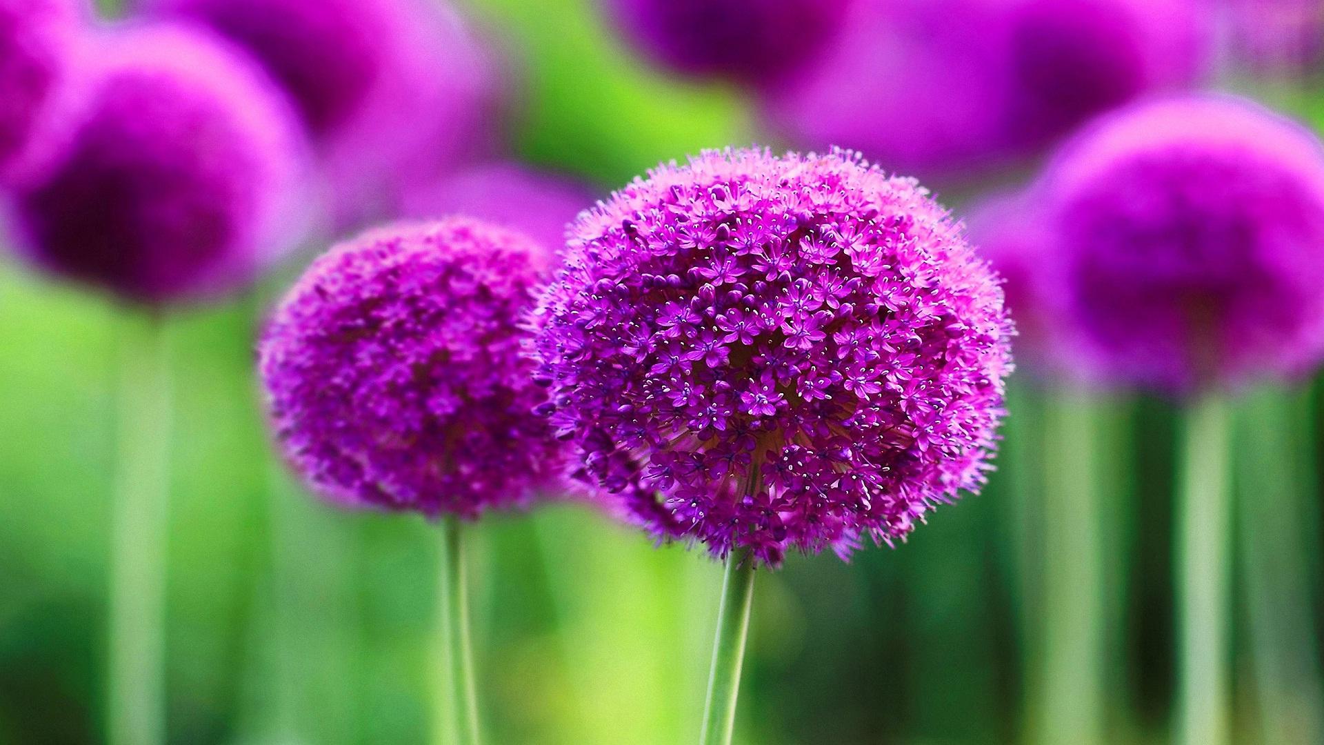 Beautiful Purple Flower Wallpaper Desktop Background