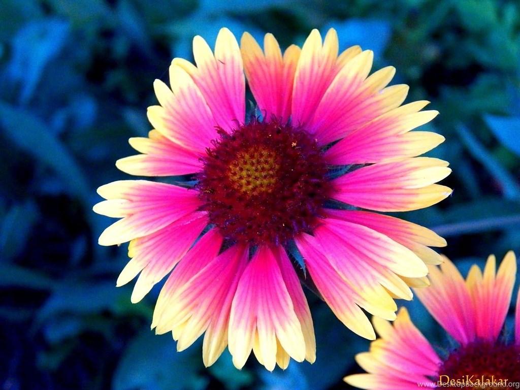 Pretty Flowers Wallpaper Desktop Background Desktop Background