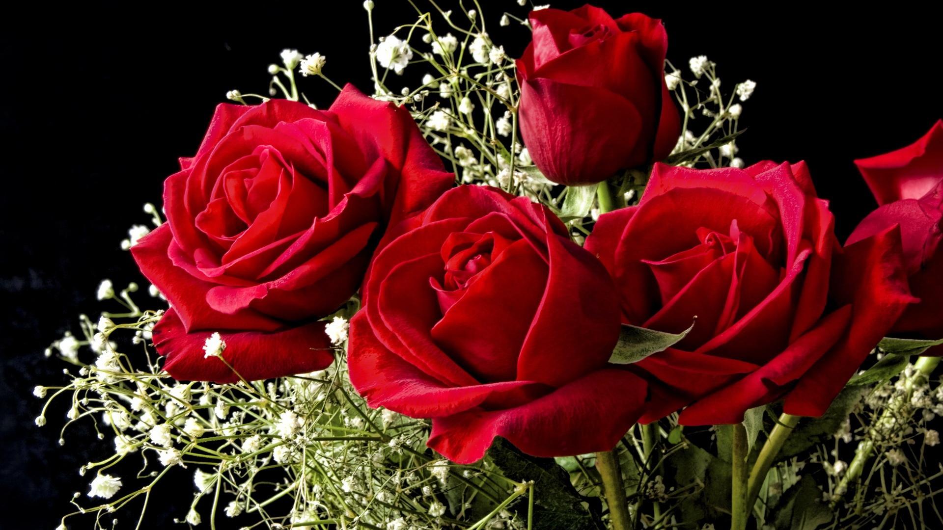 Beautiful rose flowers wallpaper for desktop