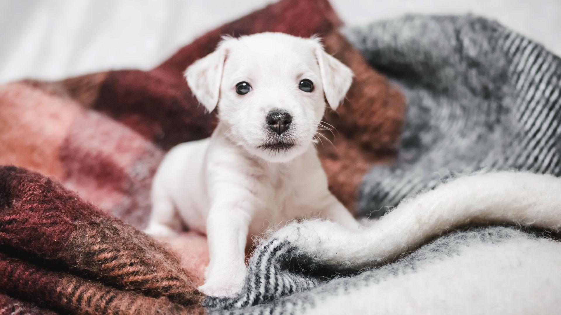 Cute Small White Puppy Wallpaper