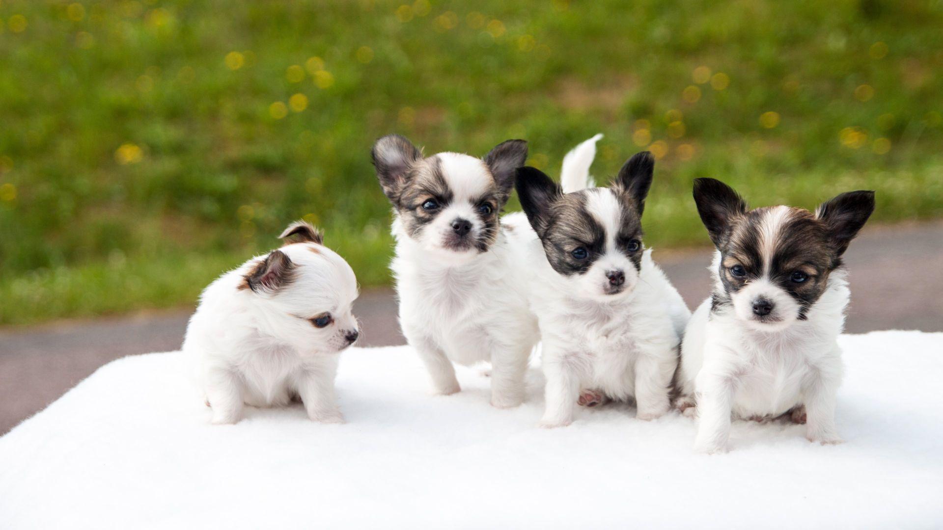 Cute Small Puppy HD Wallpaper