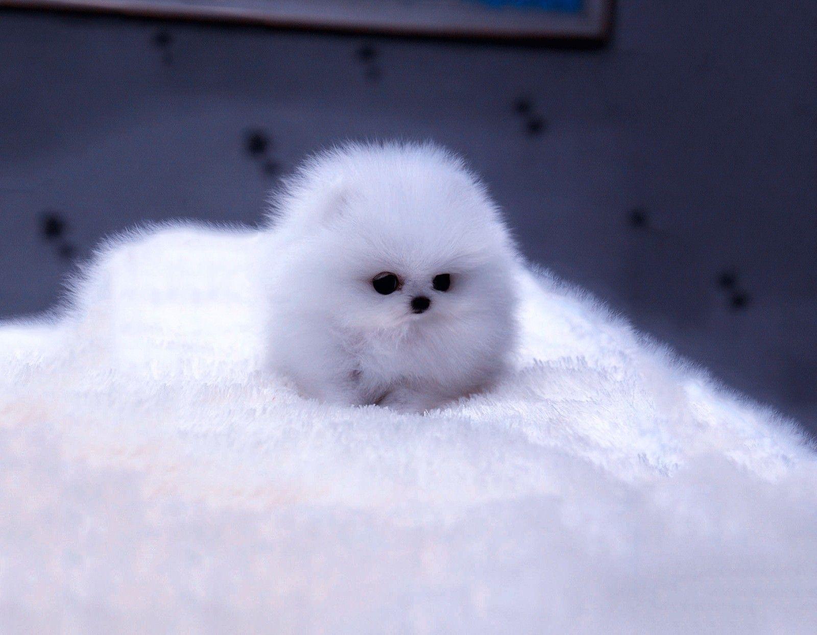 Fluffy Puppies Wallpapers Wallpaper Cave