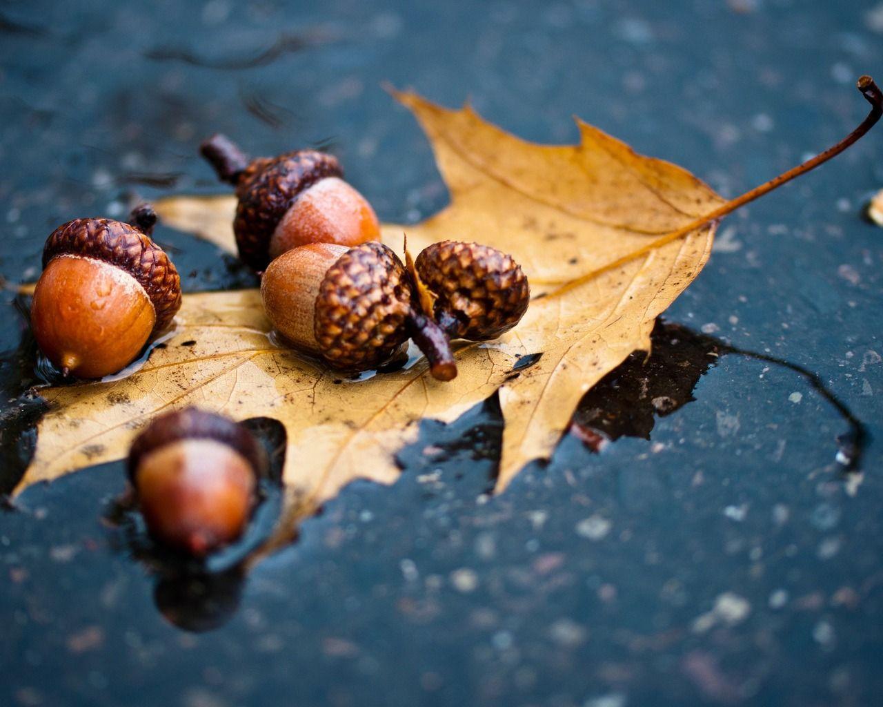 Autumn Leaf and Acorns in the Rain Wallpaper