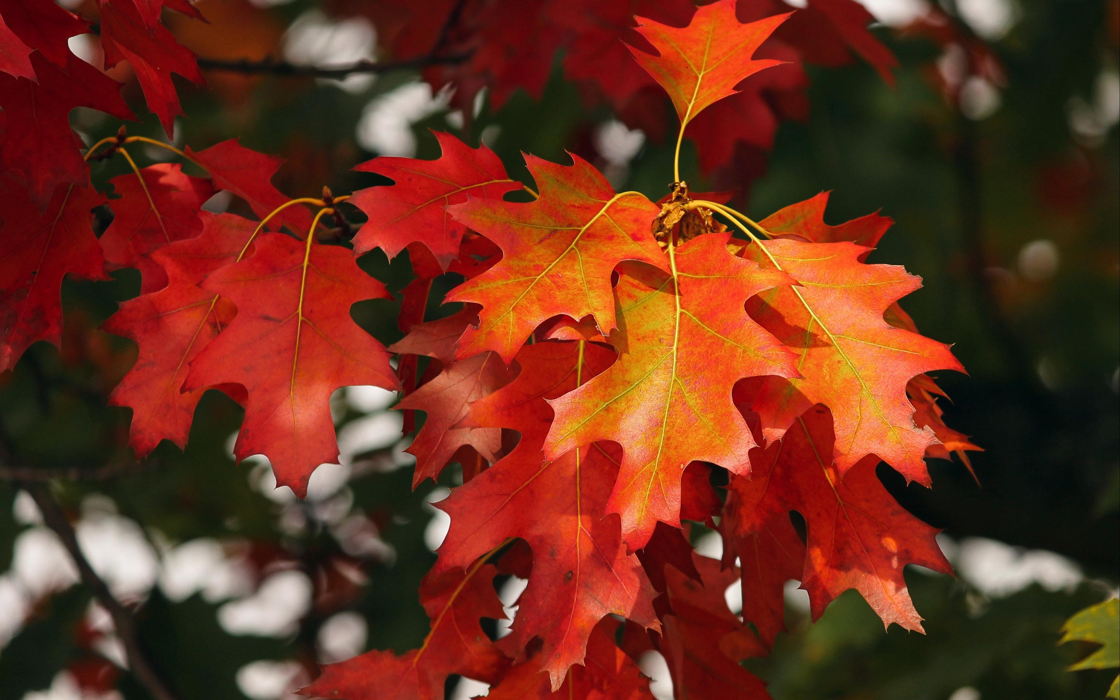 Autumn Oak Leaves On The River Wallpapers - Wallpaper Cave