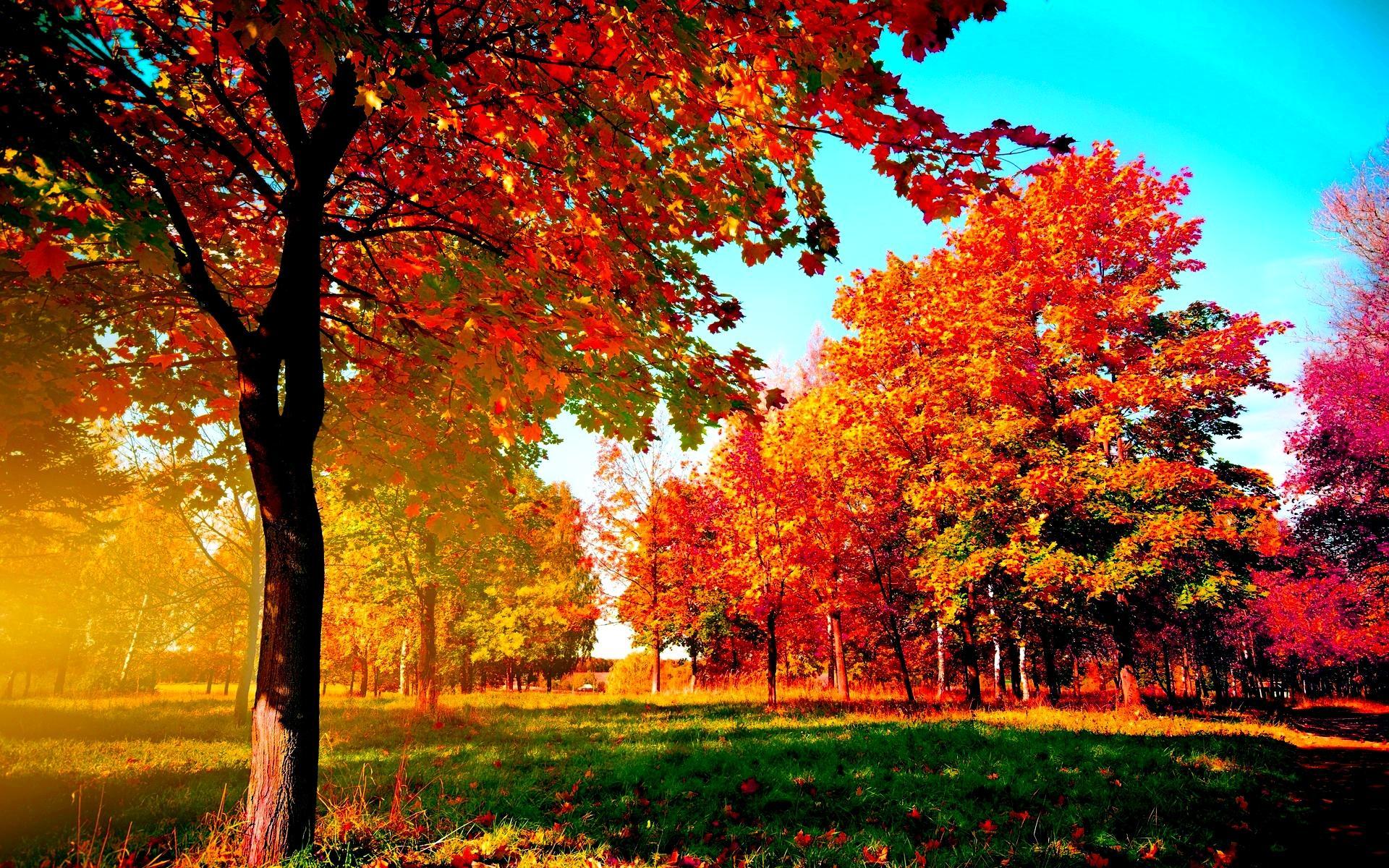 Autumn Trees Wallpaper Wallpaper Download