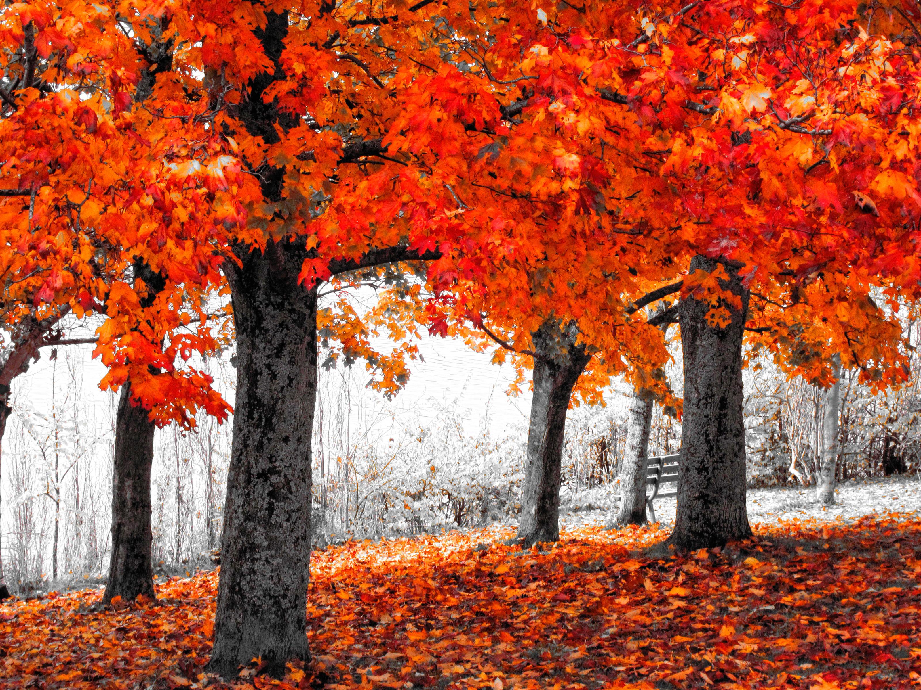 Orange Autumn Trees Widescreen Wallpaper. Wide Wallpaper.NET