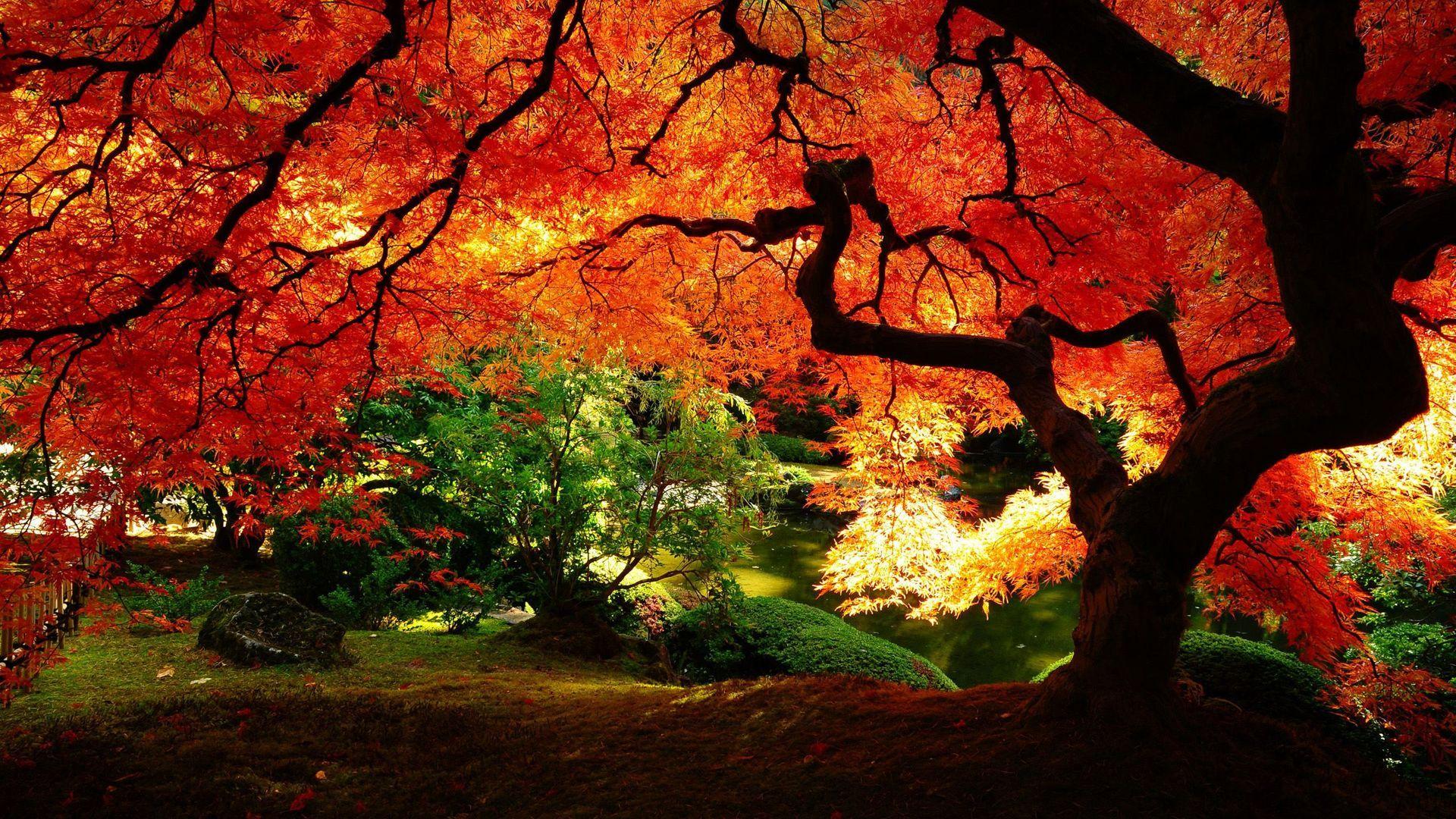 Beautiful Autumn Trees. Beautiful autumn tree Wallpaper
