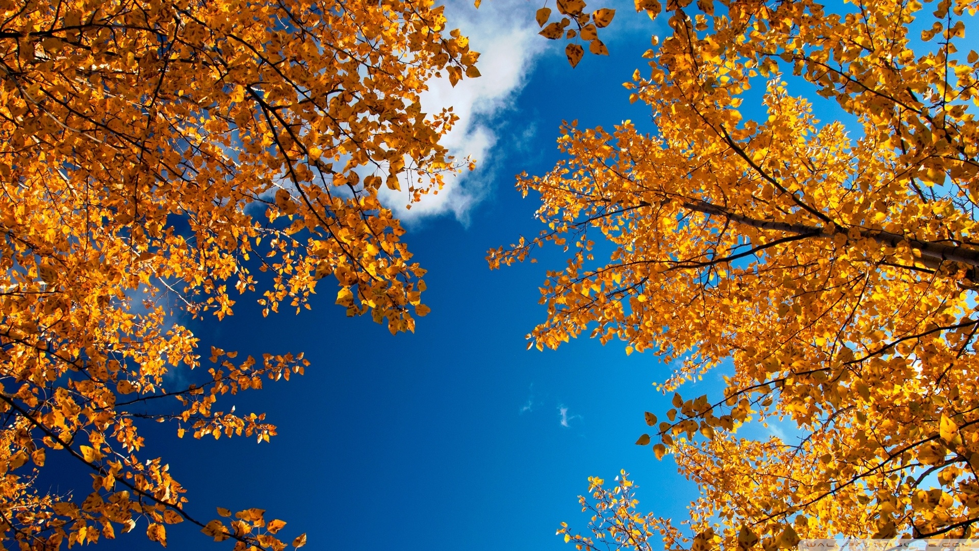 Yellow Autumn Trees ❤ 4K HD Desktop Wallpaper for 4K Ultra