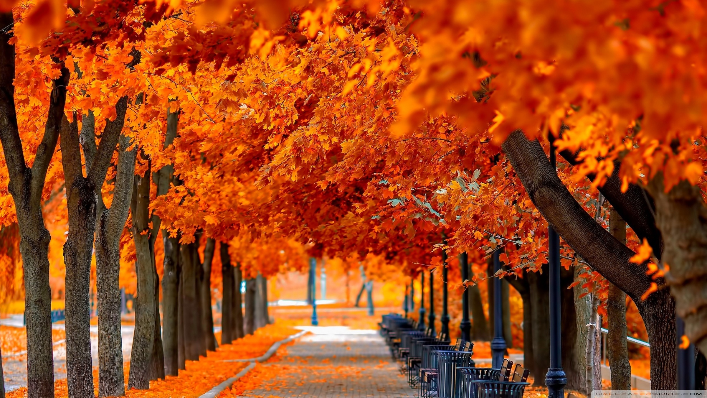 Free photo: Orange Autumn Trees, Trees, Orange