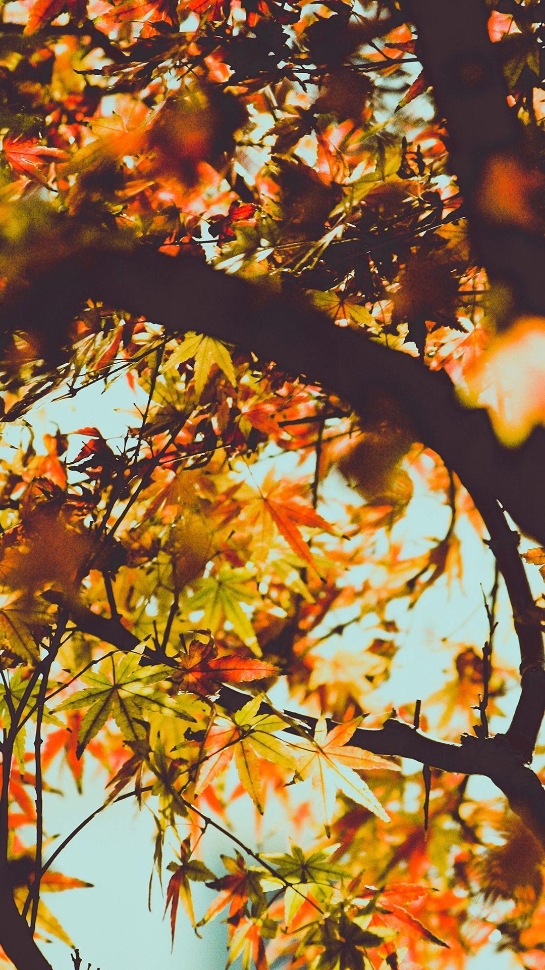 Fall Tree Leaf Autumn Nature Mountain #iPhone #wallpaper