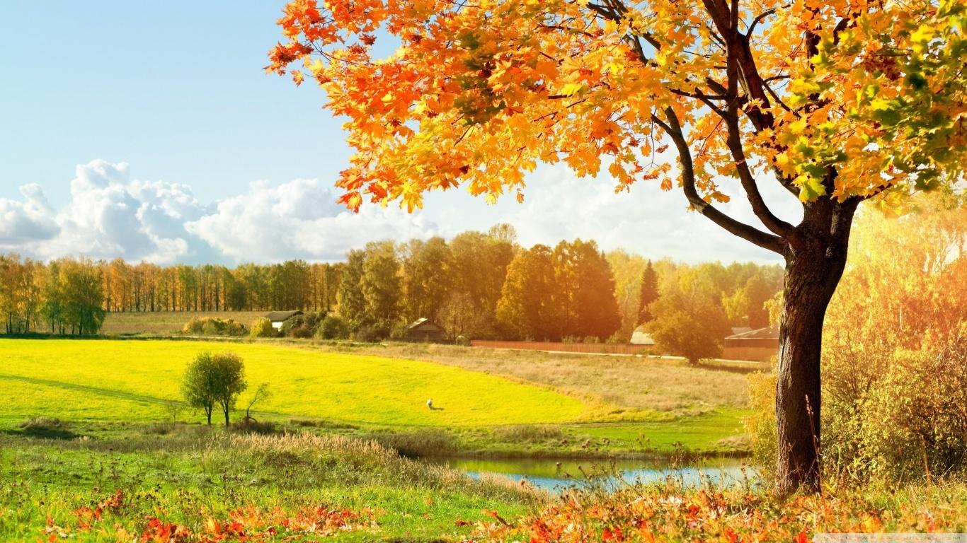 A Beautiful View Of Colorful Autumn Trees ❤ 4K HD Desktop