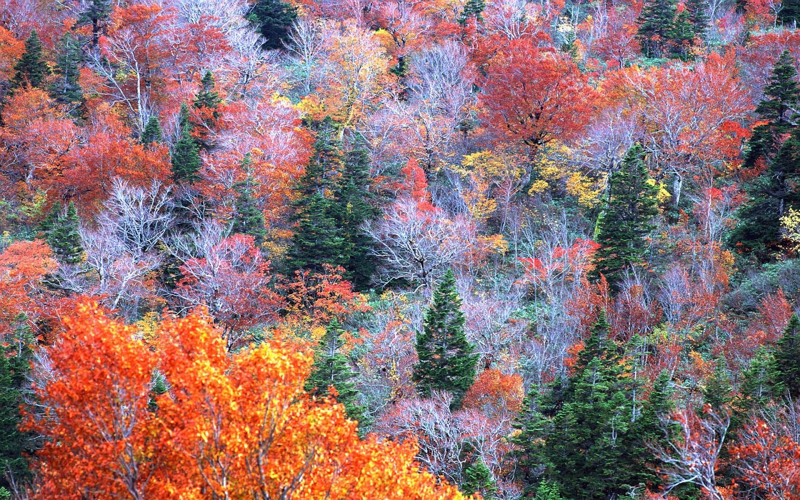 Autumn Trees Wallpaper. Most beautiful places in